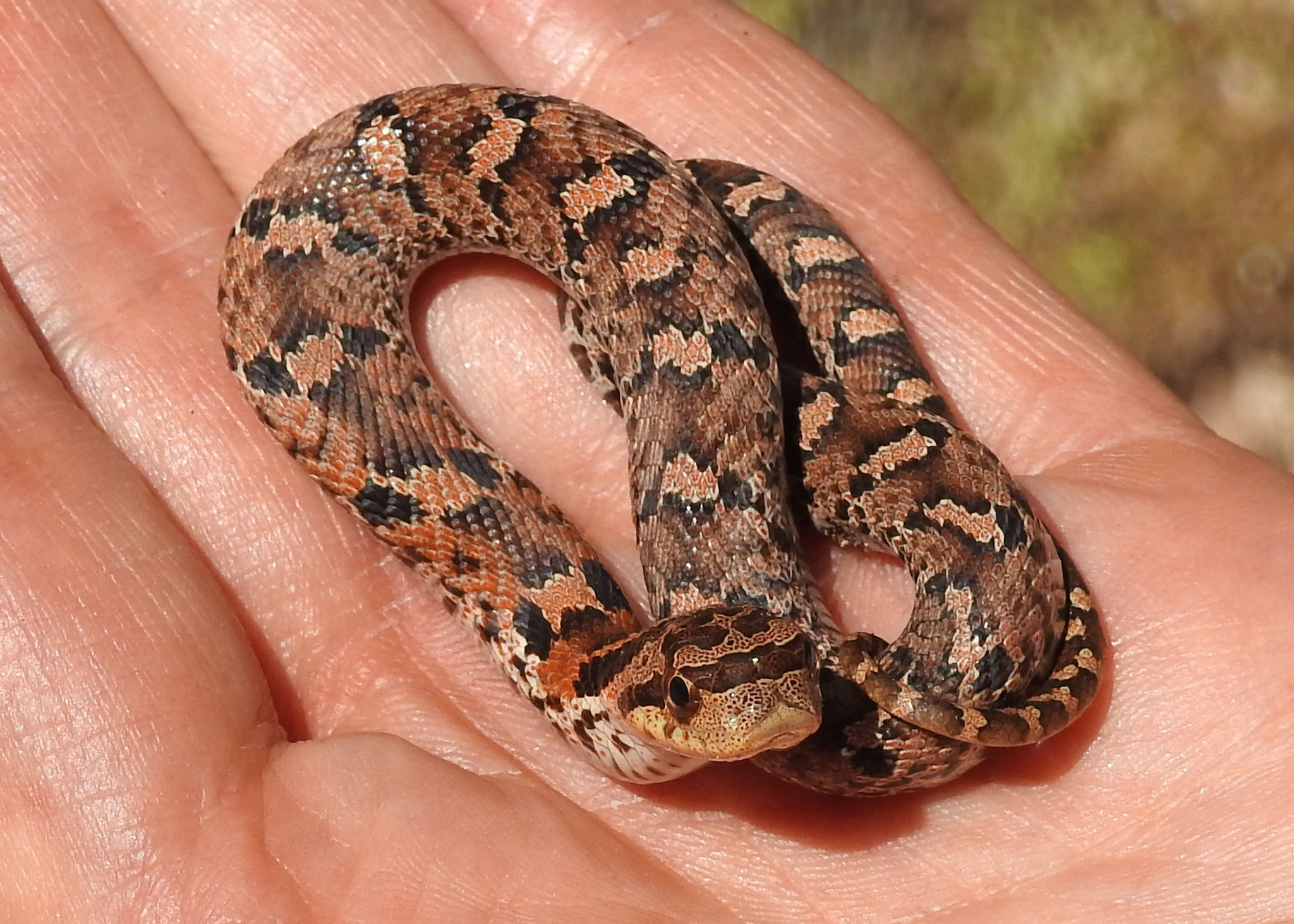 Maryland Biodiversity Project - Eastern Hog-nosed Snake (Heterodon