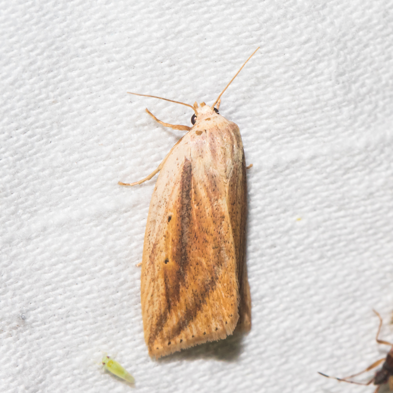 Maryland Biodiversity Project - Feeble Grass Moth (Amolita fessa)