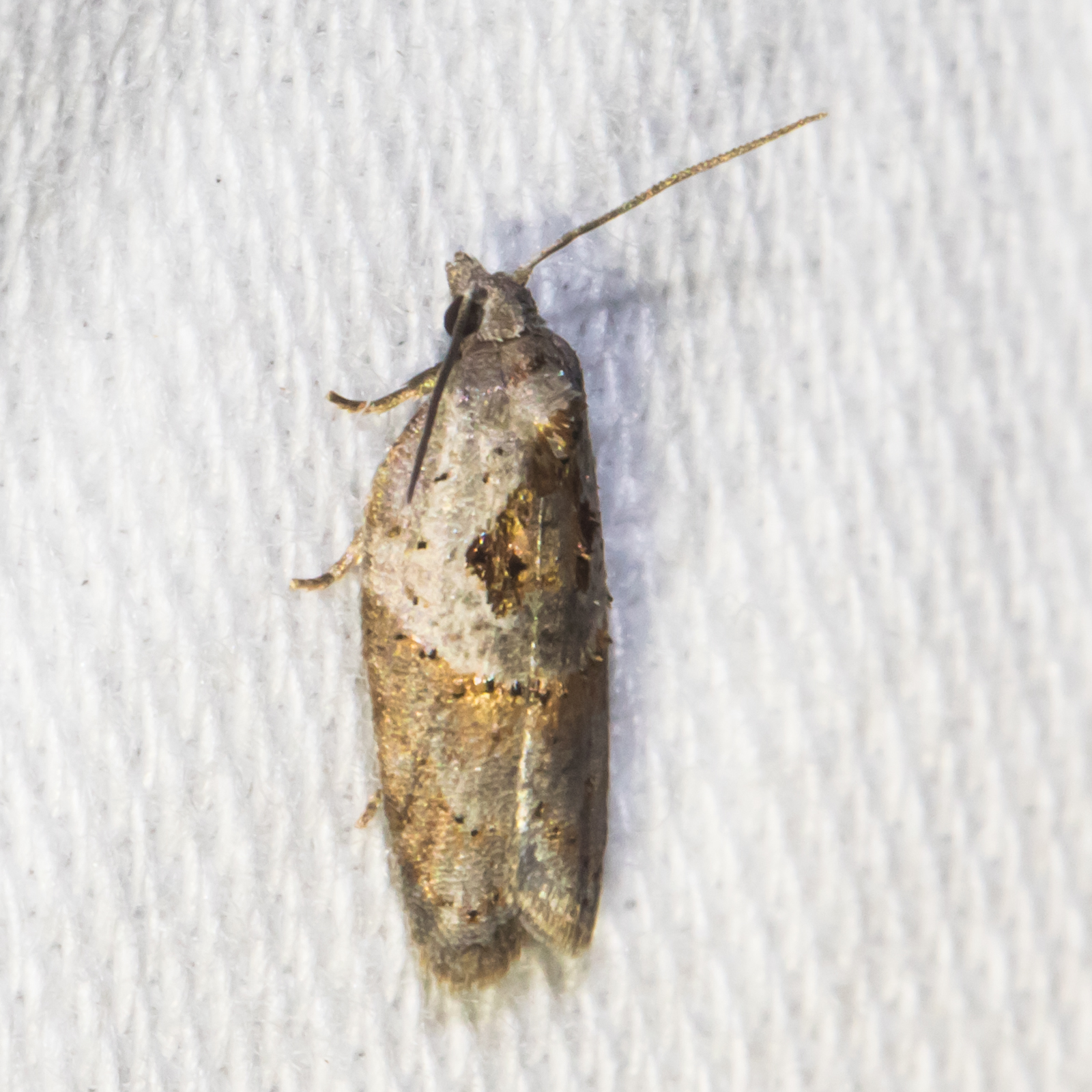 Maryland Biodiversity Project - Robinson's Acleris Moth (Acleris ...