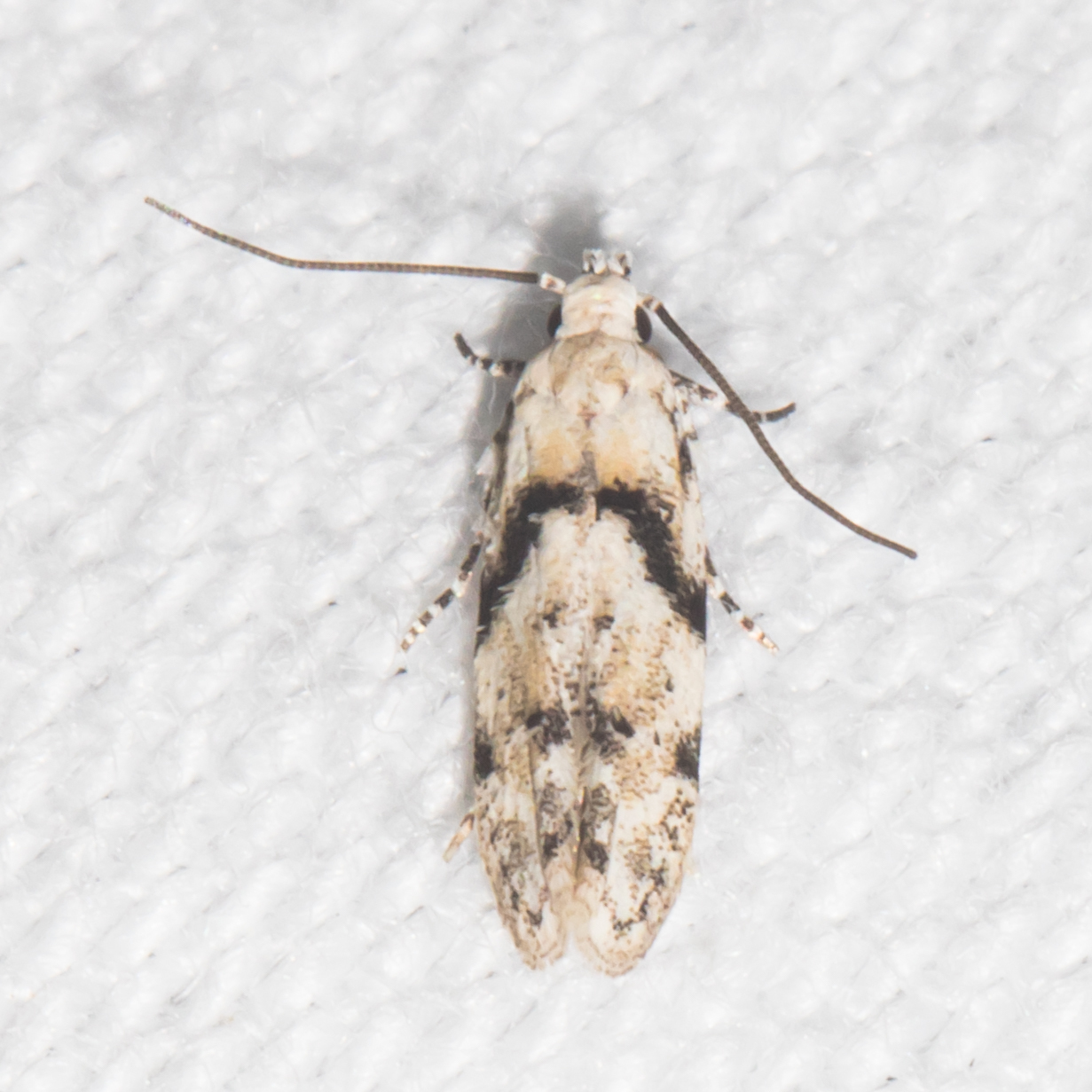 Maryland Biodiversity Project - Stripe-backed Moth (Arogalea ...
