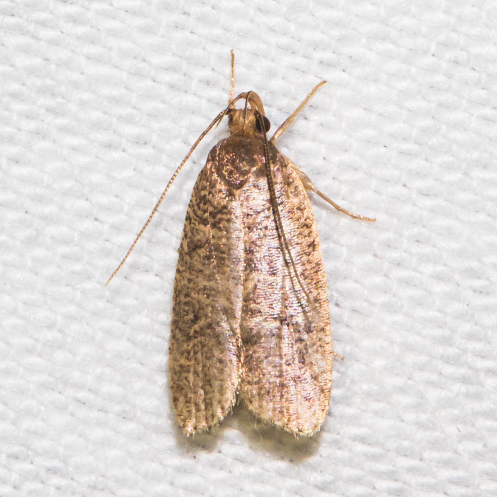 Maryland Biodiversity Project - Oak Leaftier Moth (Psilocorsis quercicella)