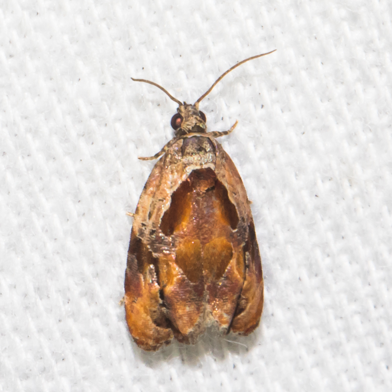 Maryland Biodiversity Project - Broken-line Zomaria Moth (Zomaria ...