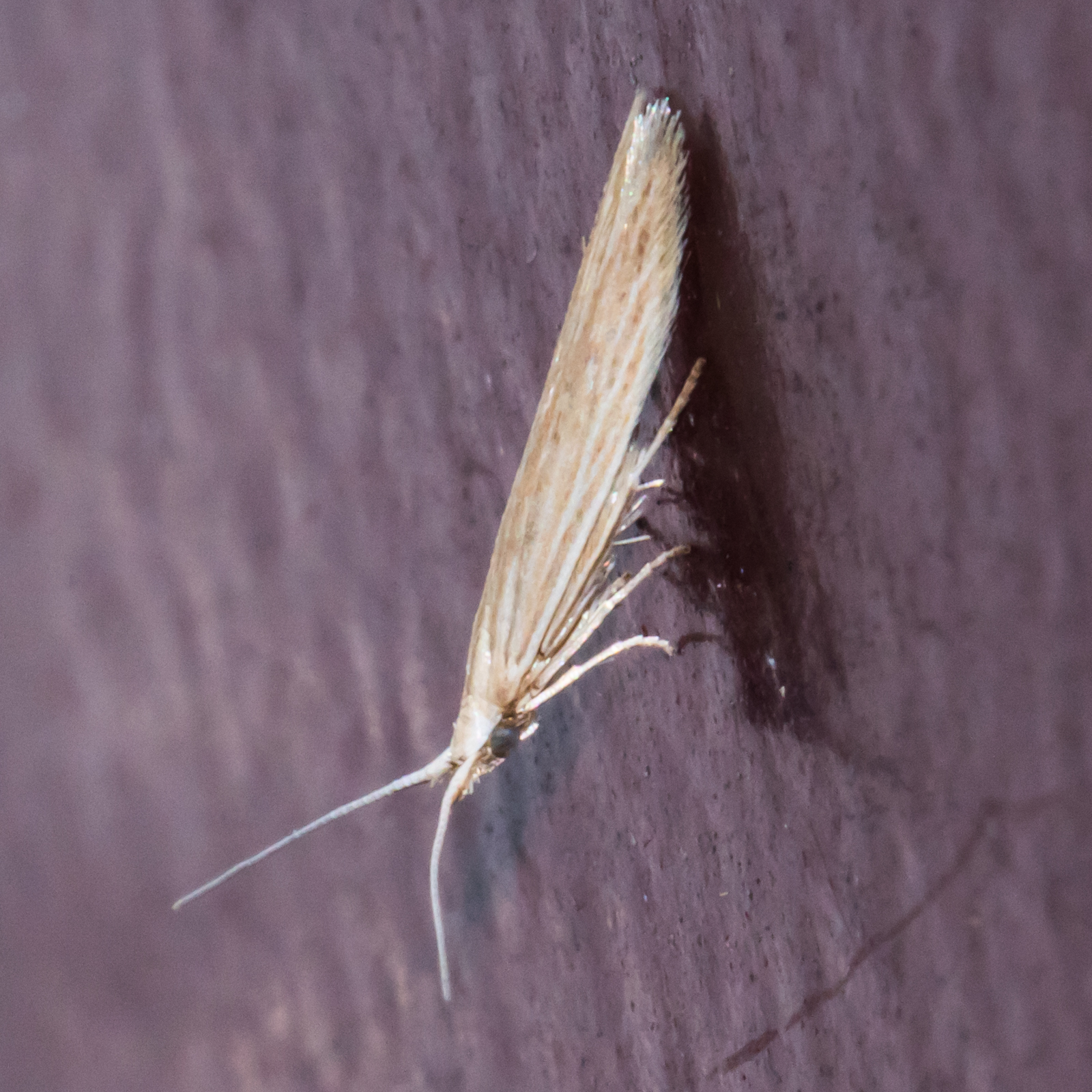 Maryland Biodiversity Project - Streaked Coleophora Moth (Coleophora ...