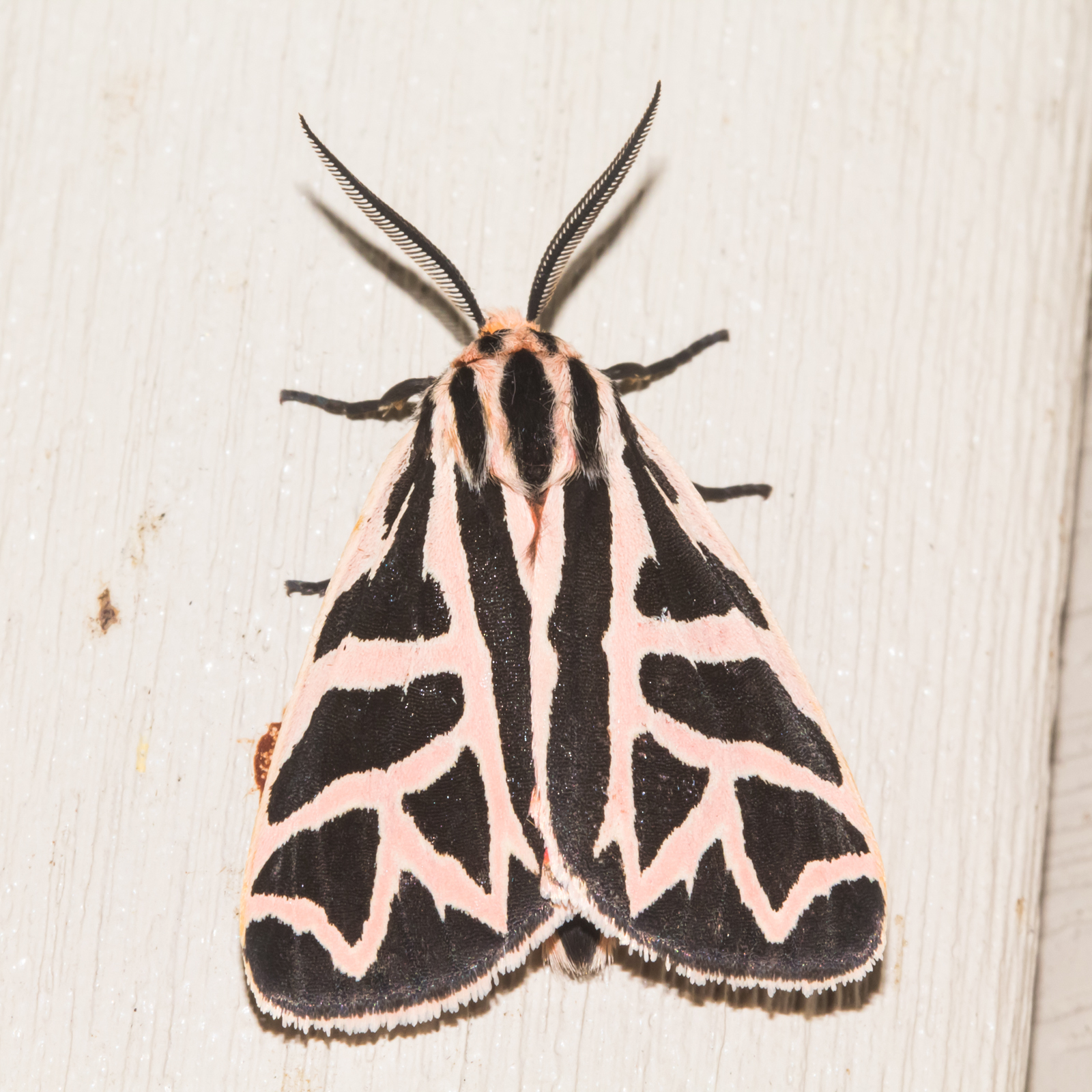 Standard Mothban Moth Killer - Science History Institute Digital