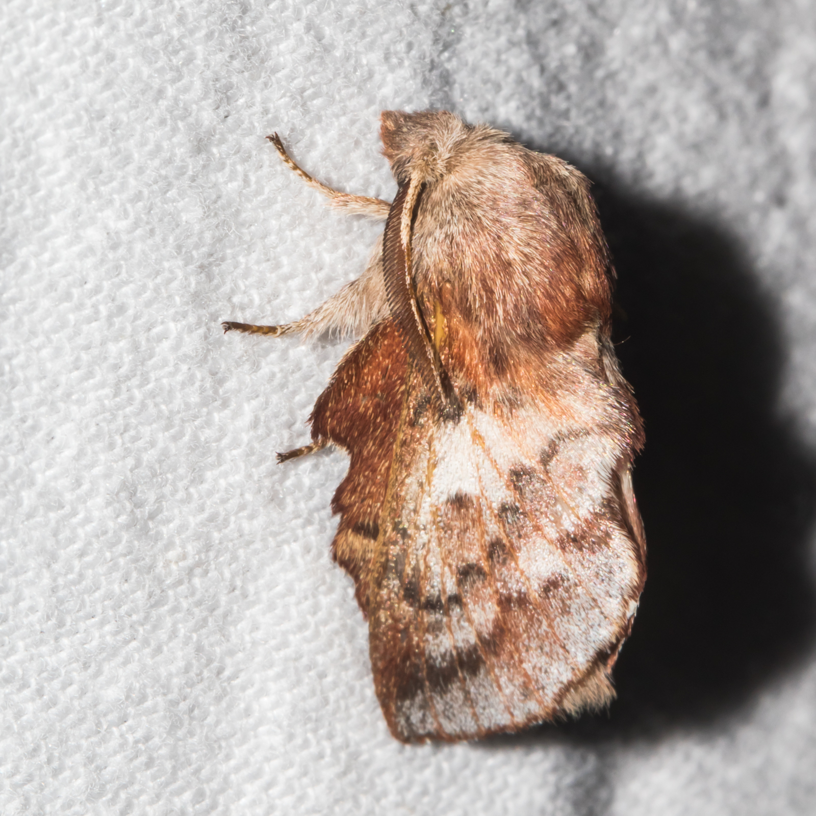 Maryland Biodiversity Project - Lappet Moth (Phyllodesma americana)