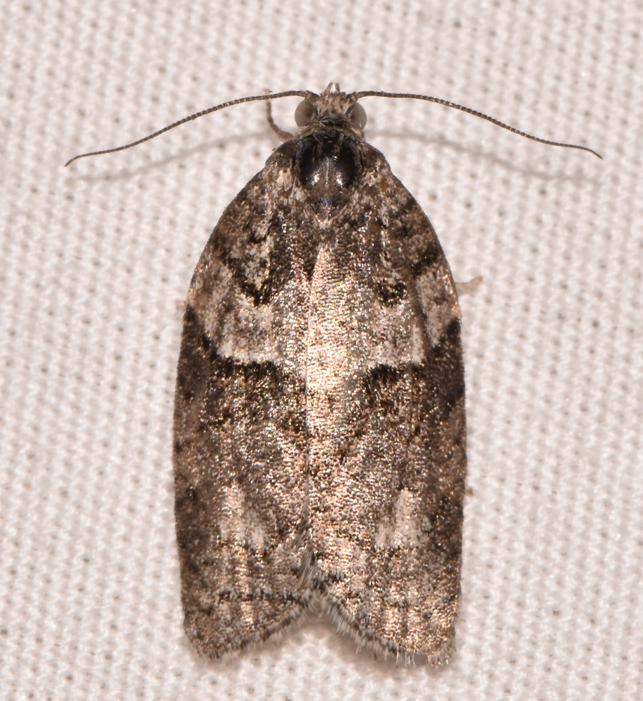 Maryland Biodiversity Project - Gray Leafroller Moth (Syndemis afflictana)