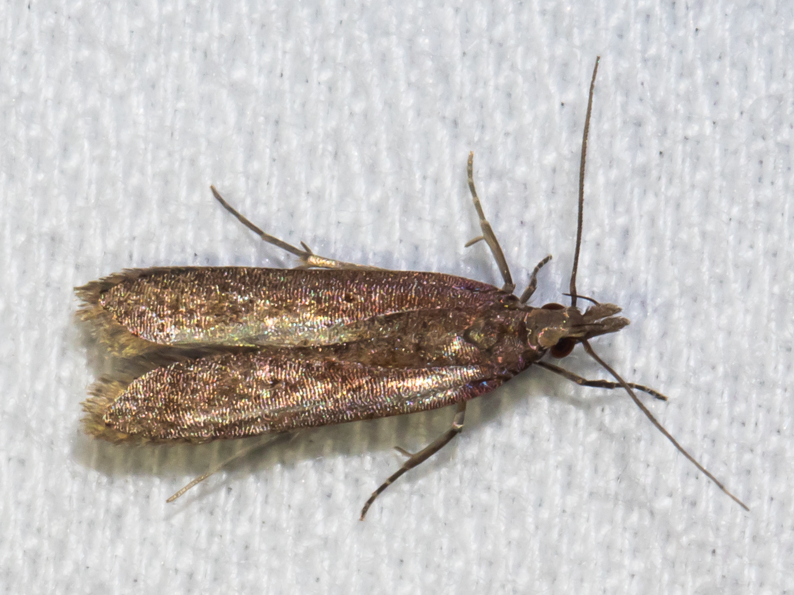 Maryland Biodiversity Project - Palmerworm Moth (Dichomeris ligulella)