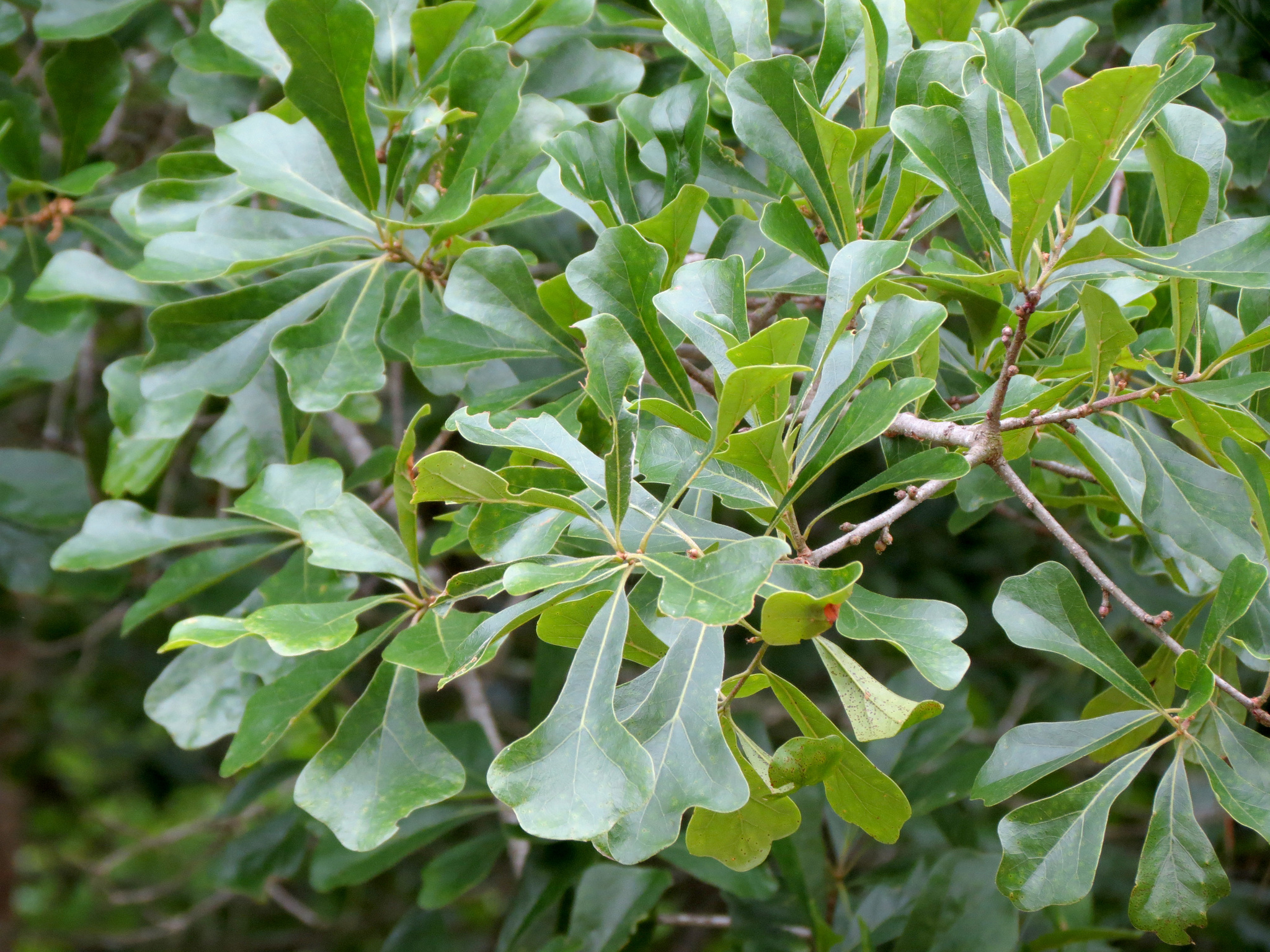 About Water Oak - Maryland Biodiversity Project