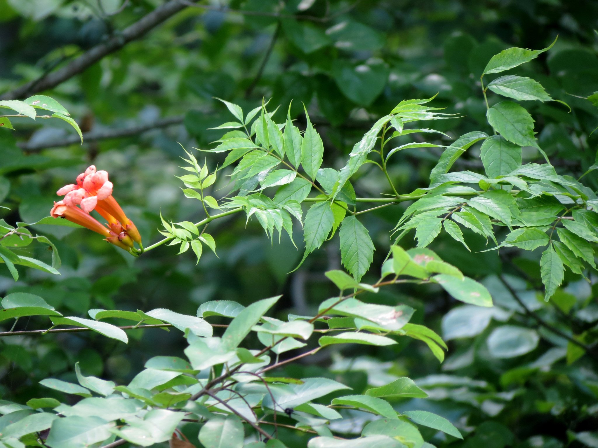 The Trumpet Creeper — In Defense of Plants