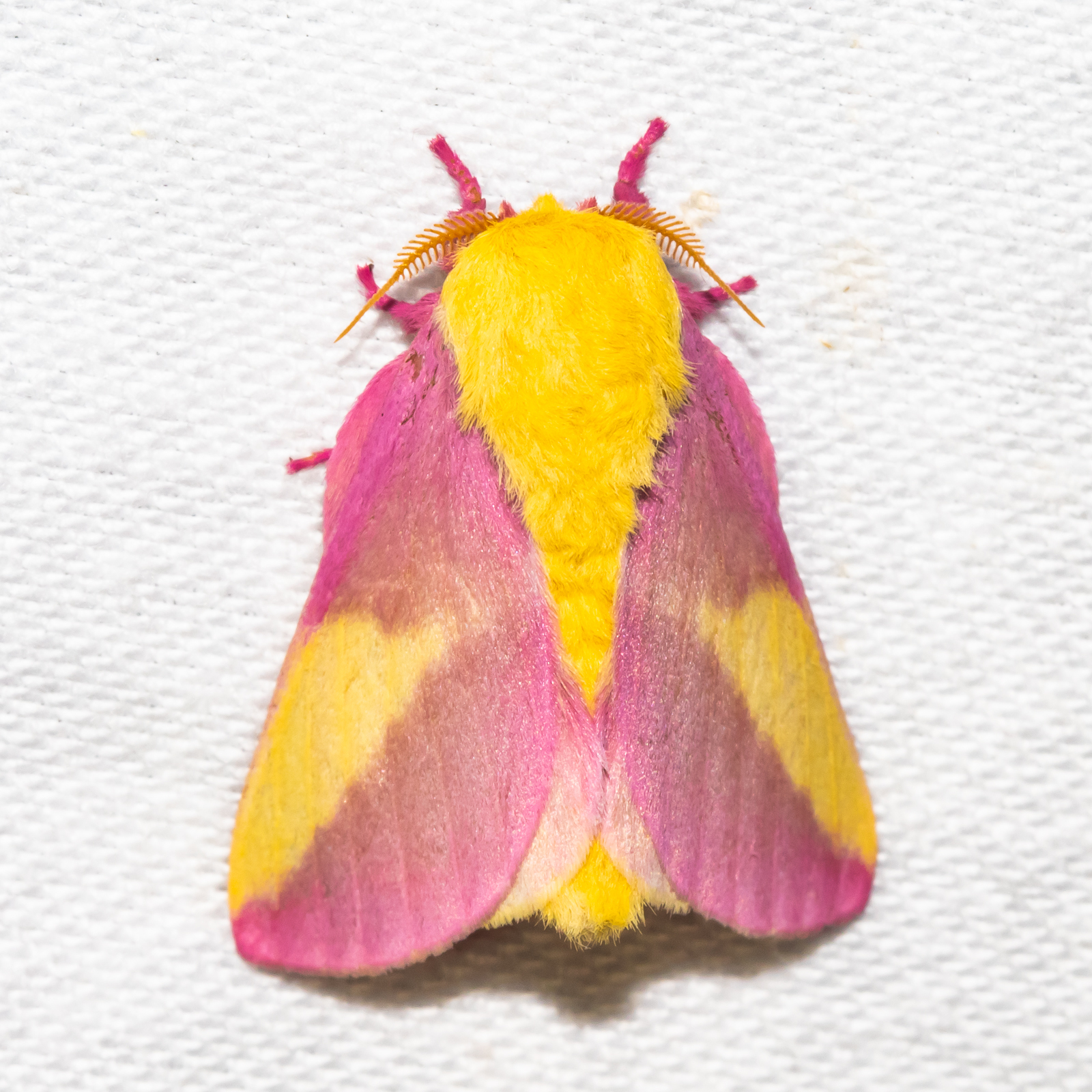 Rosy Maple Moth  Missouri Department of Conservation