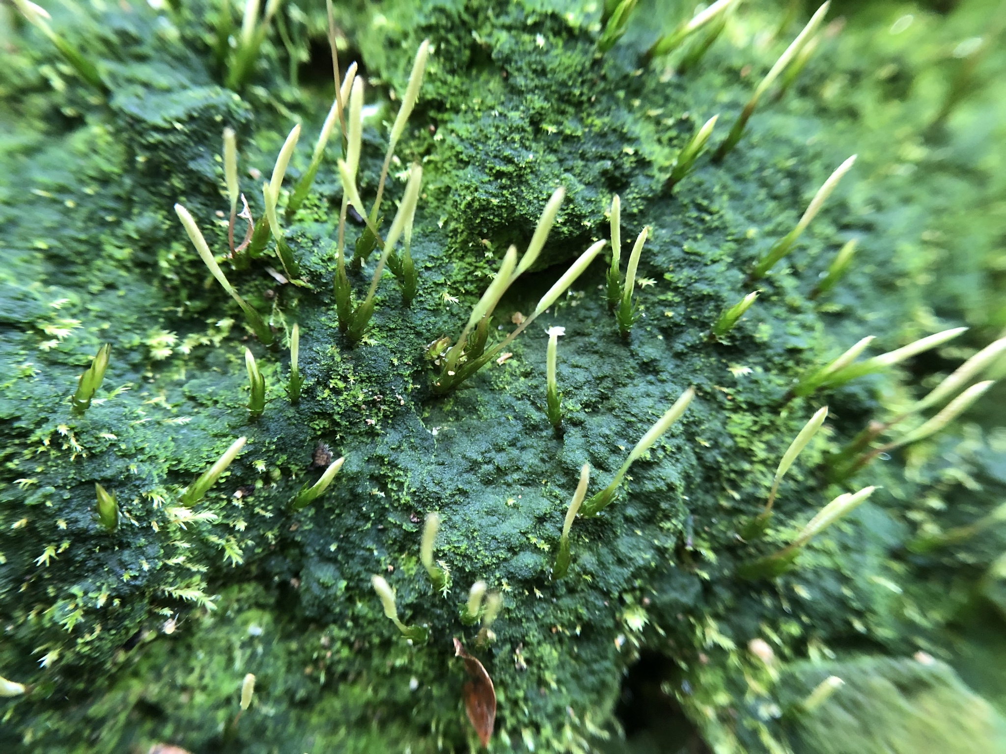 Pincushion moss - Flora of Pennsylvania