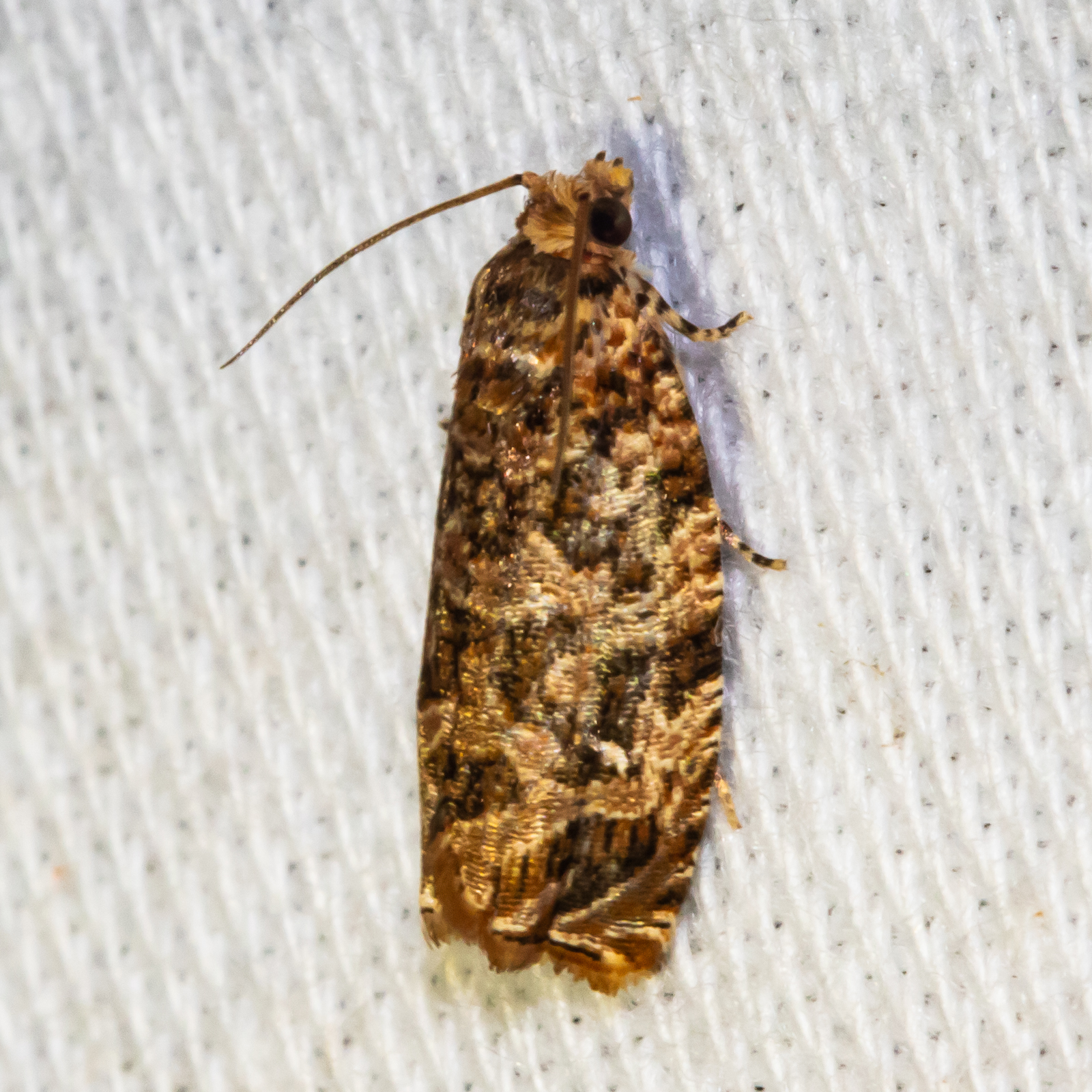 Maryland Biodiversity Project - Labyrinth Moth (Phaecasiophora ...