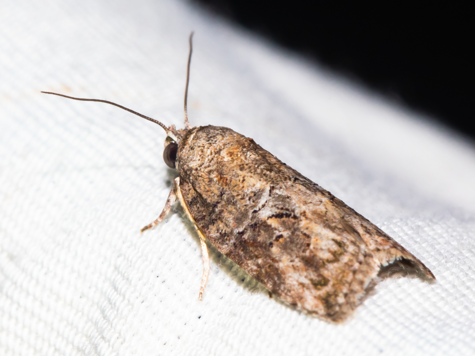 Maryland Biodiversity Project - Black-olive Caterpillar Moth (Garella ...
