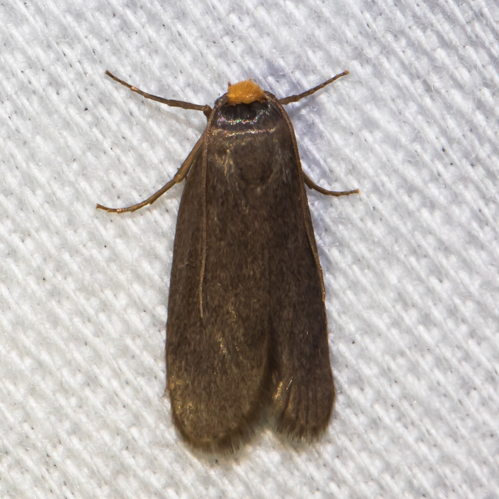 Maryland Biodiversity Project - Lesser Wax Moth (Achroia grisella)