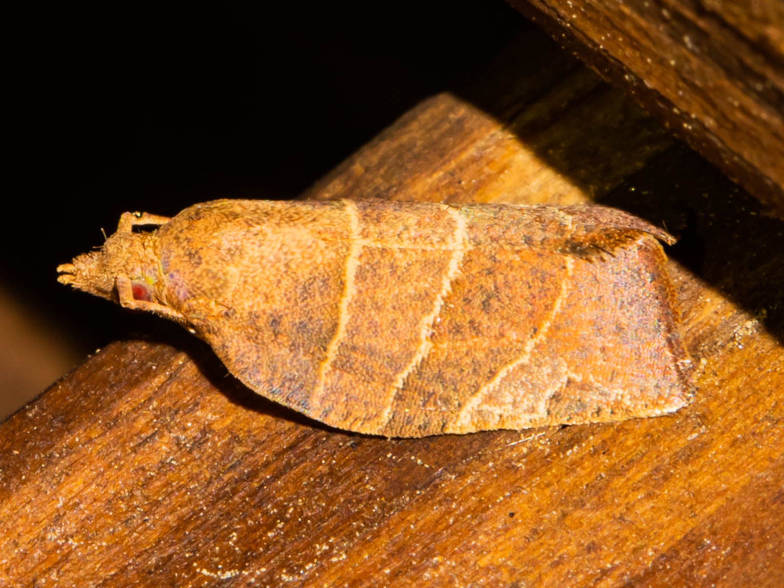 Three-lined Leafroller Moth