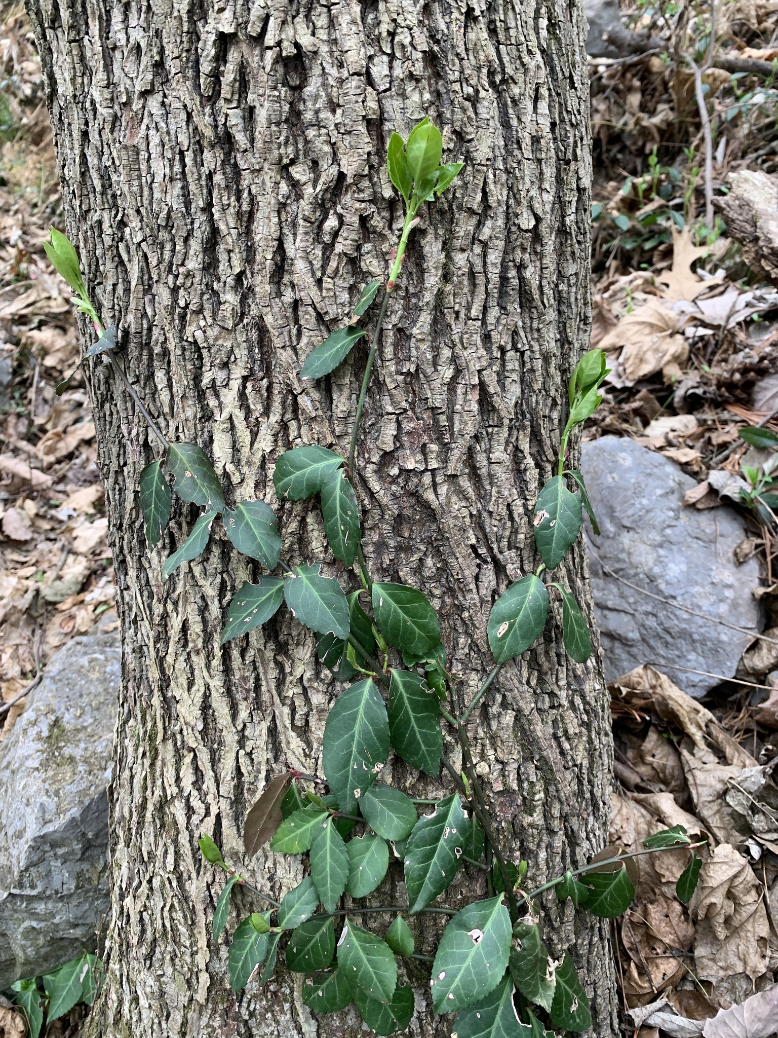 Winter Creeper  University of Maryland Extension