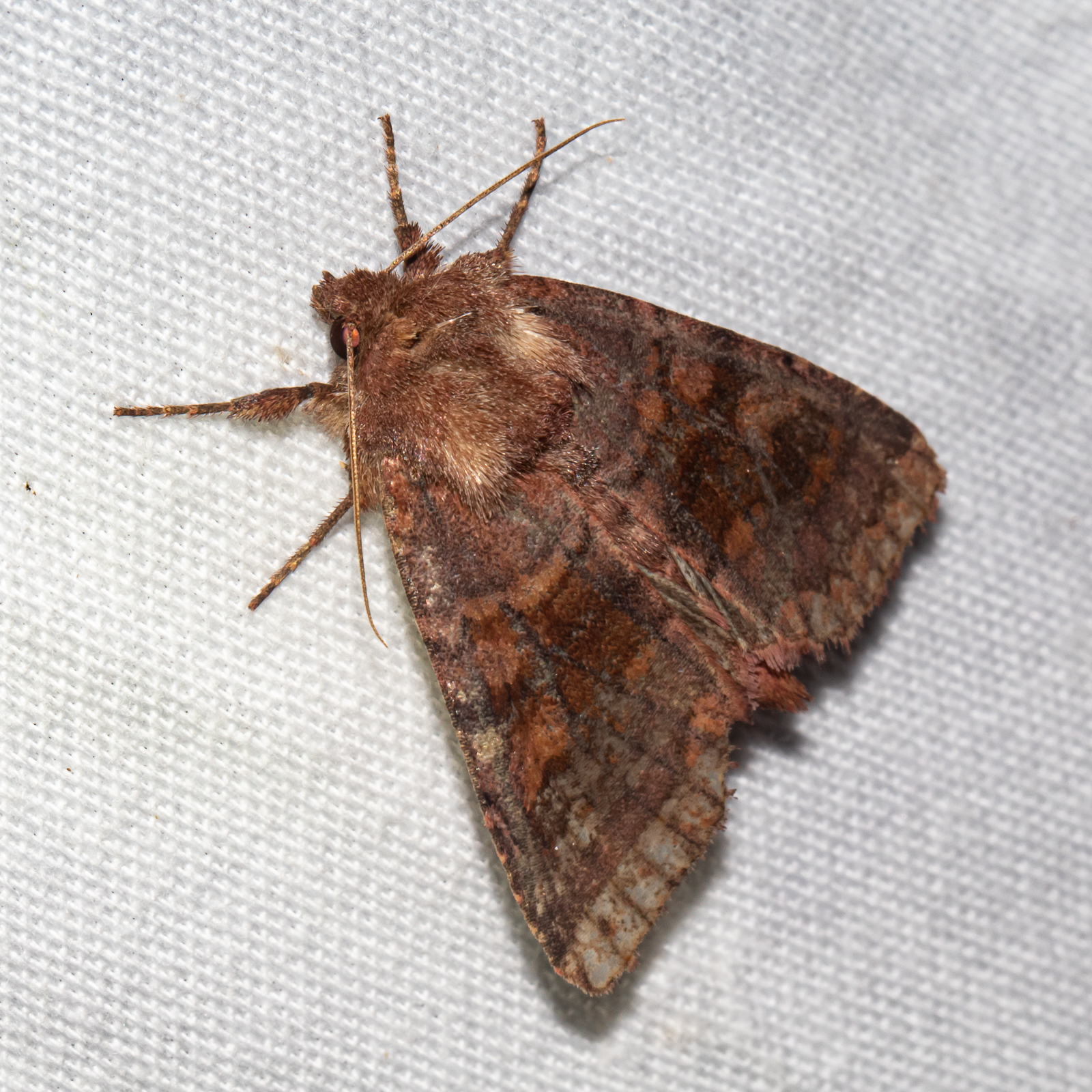 Maryland Biodiversity Project - Bronzed Cutworm Moth (Nephelodes minians)