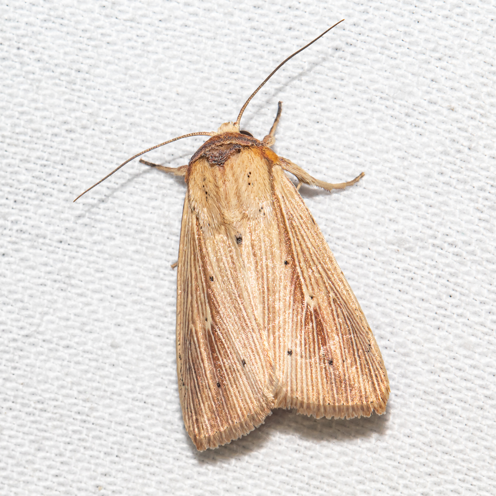 Maryland Biodiversity Project - Adjutant Wainscot Moth (Leucania adjuta)