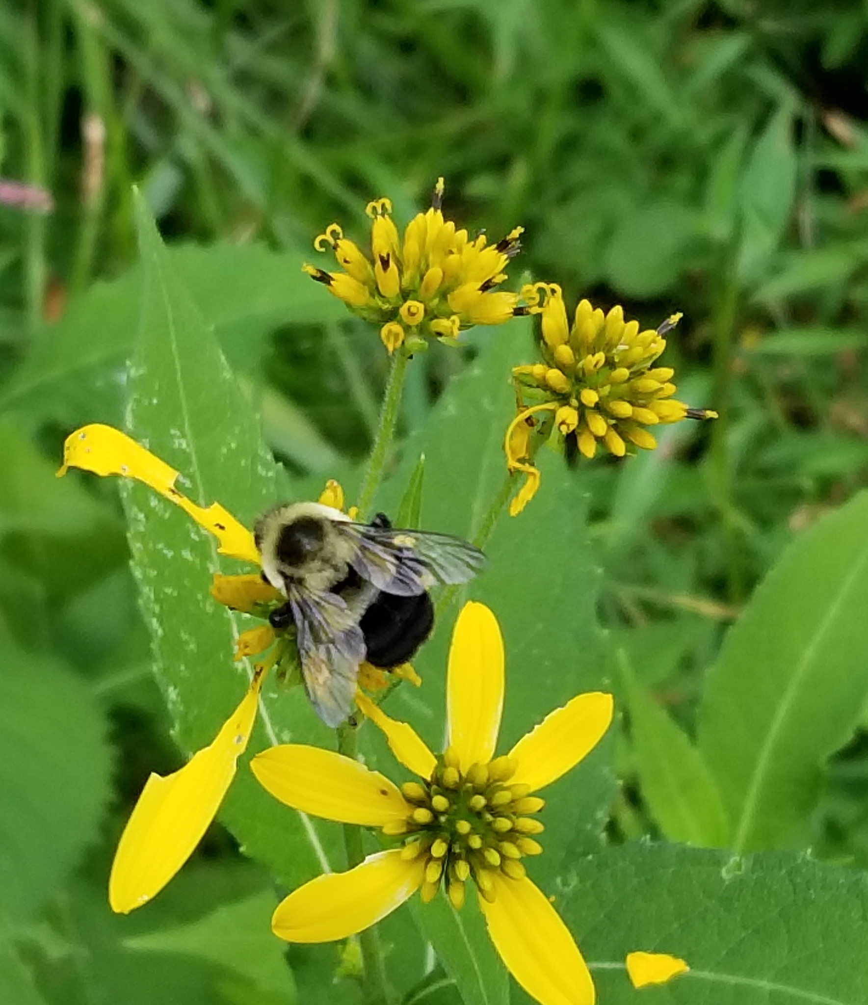 What species of bumble bee is this? Size made me think it might be a queen.  Found in Sweden : r/whatsthisbug