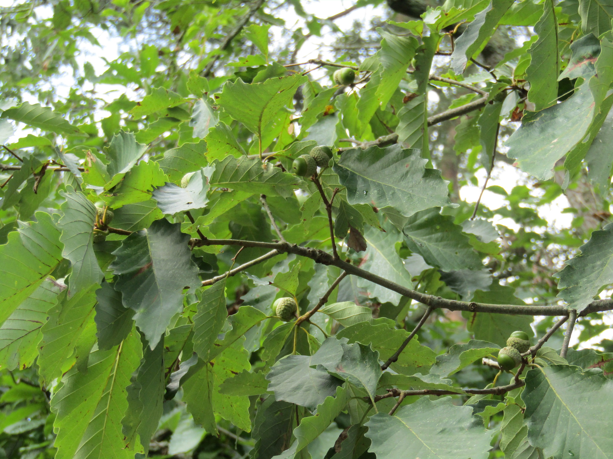 Maryland Biodiversity Project - Chestnut Oak (Quercus montana)
