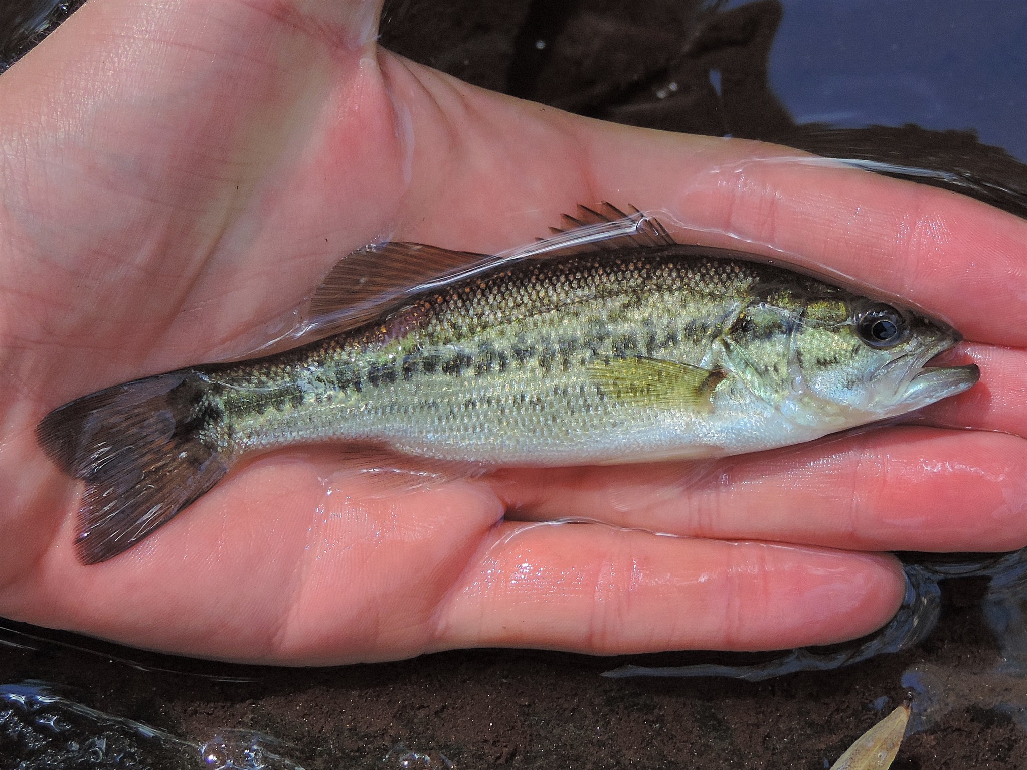 Maryland Biodiversity Project - Largemouth Bass (Micropterus nigricans)
