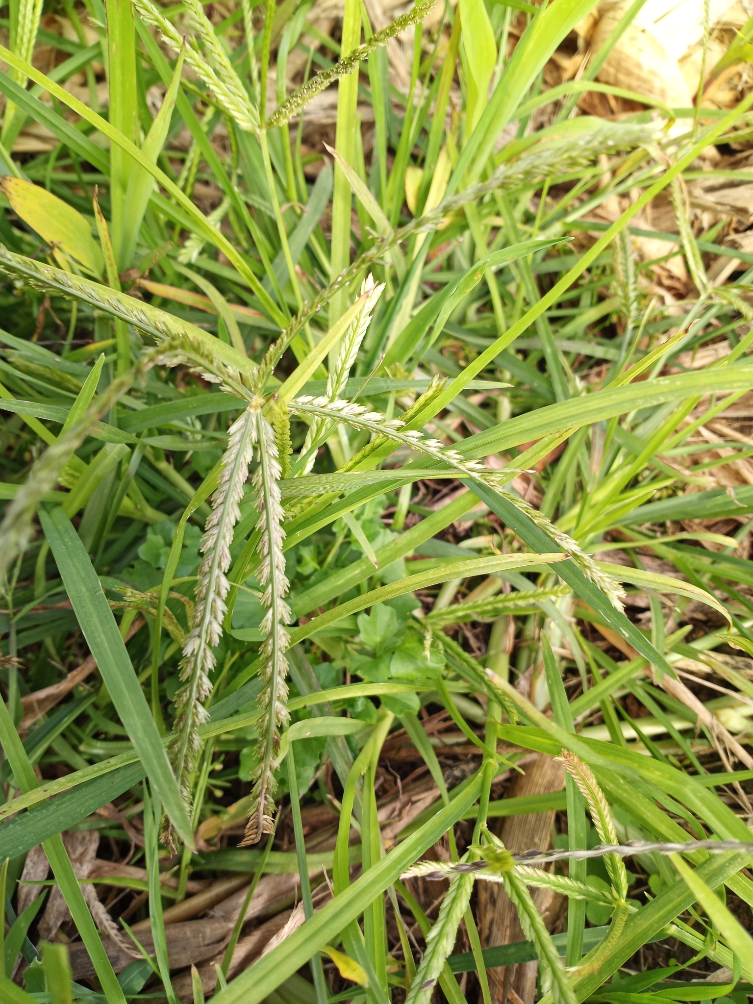 About Goosegrass Maryland Biodiversity Project
