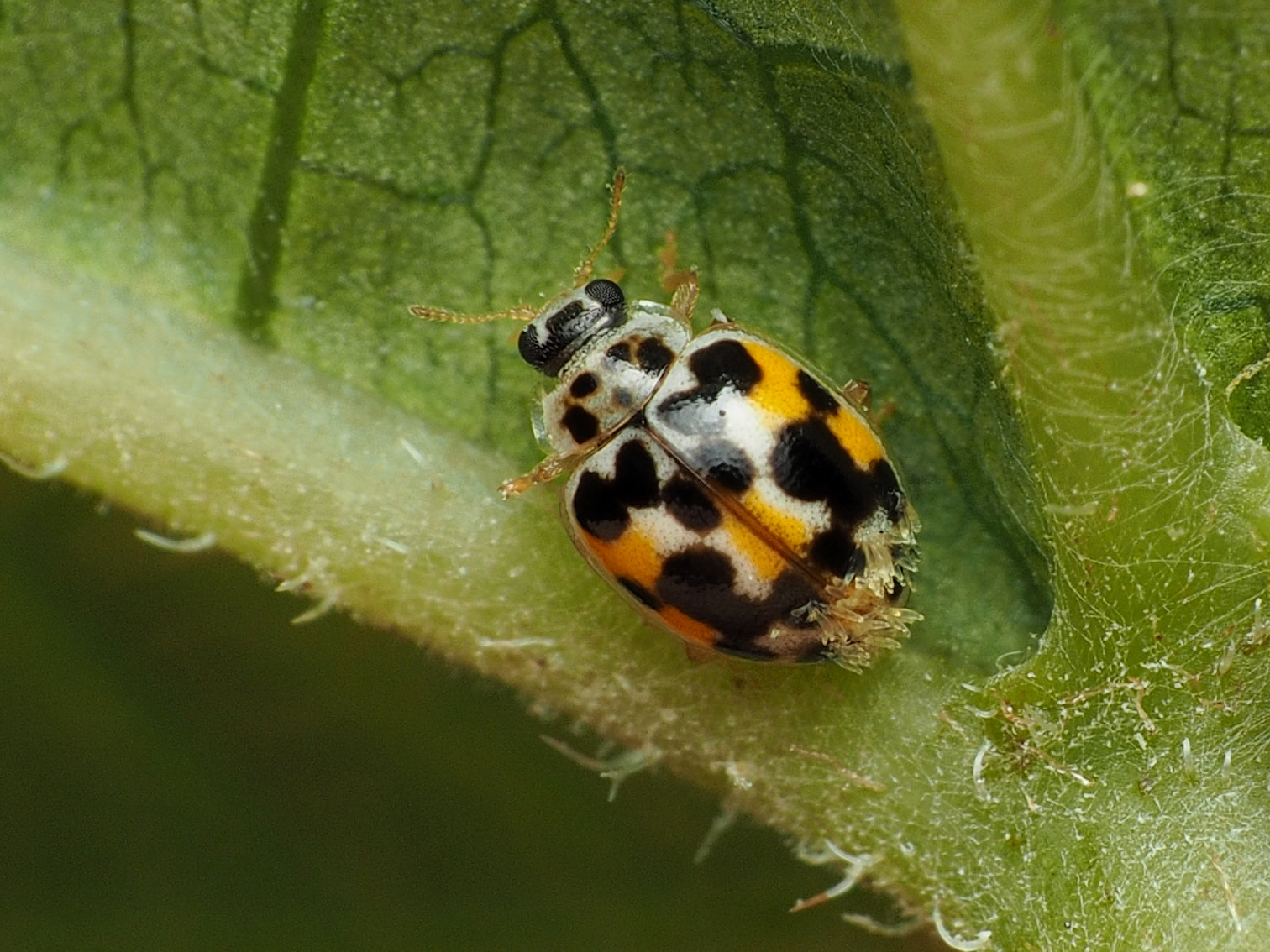 Maryland Biodiversity Project - Twenty-spotted Lady Beetle (Psyllobora ...