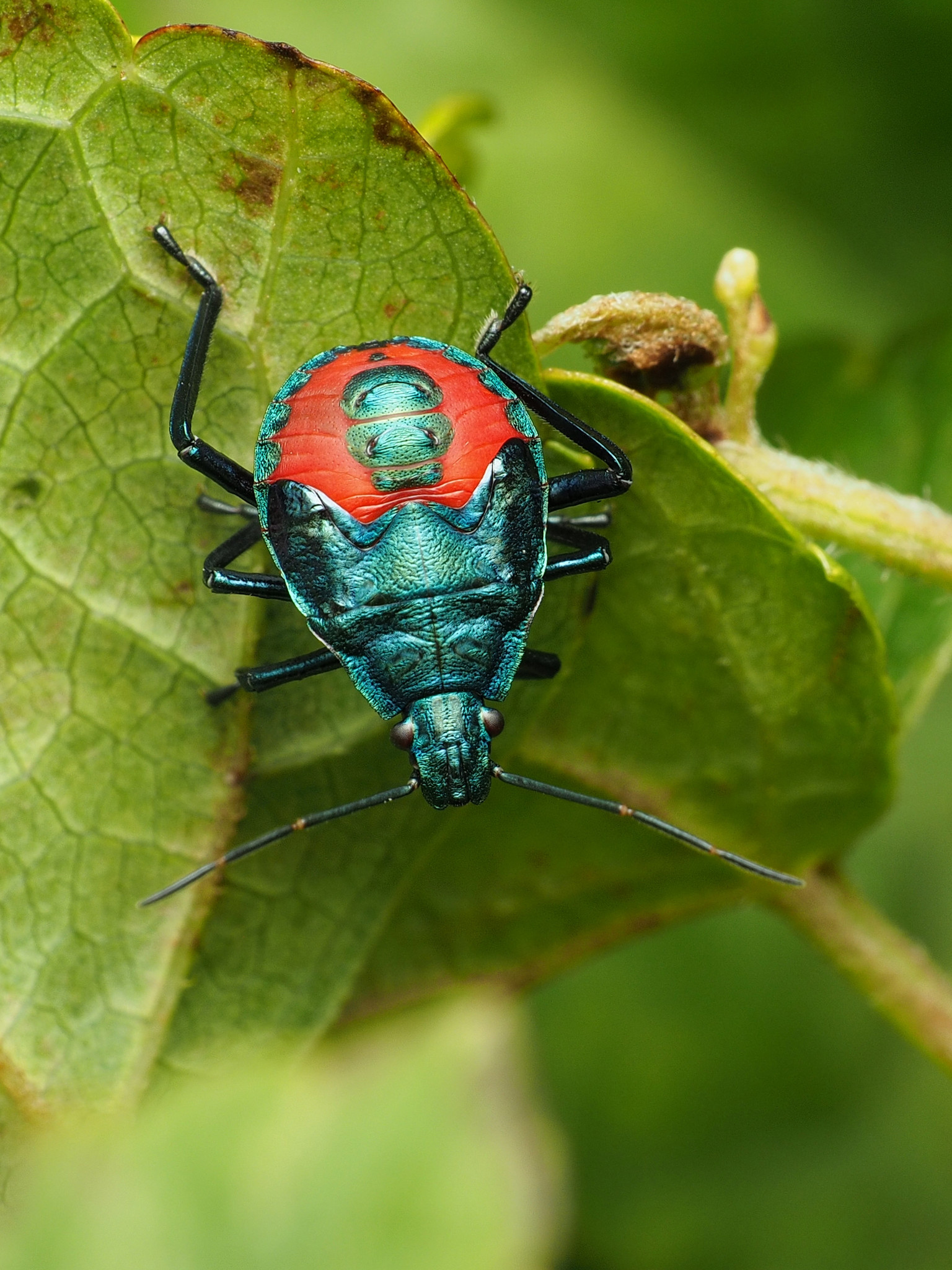 maryland-biodiversity-project-florida-predatory-stink-bug