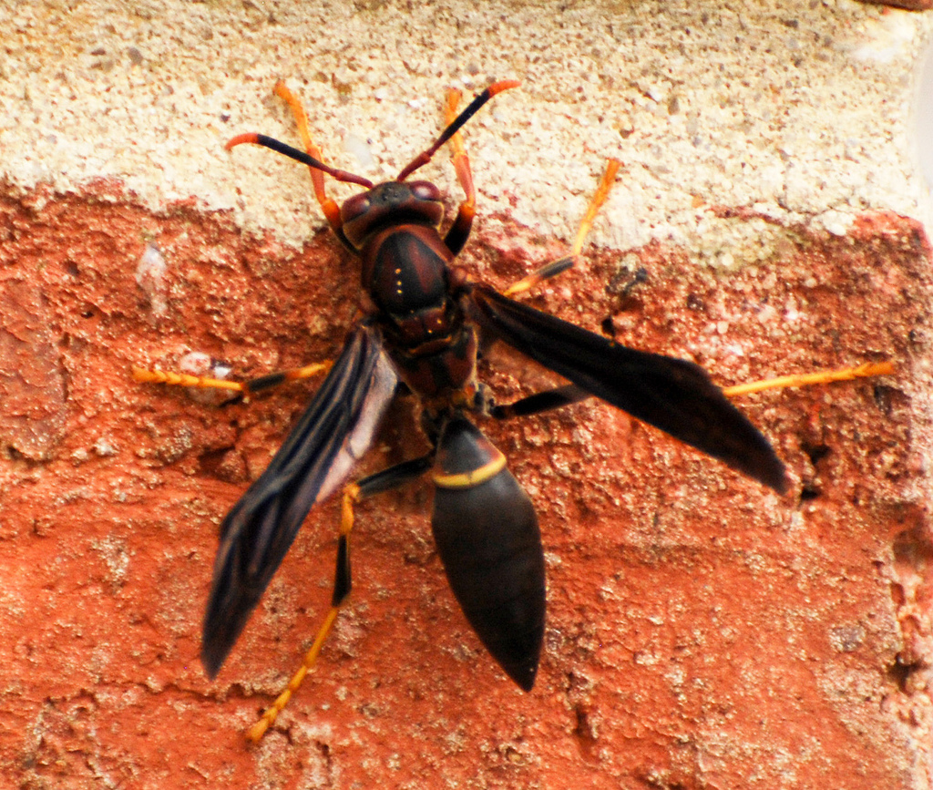 Maryland Biodiversity Project Ringed Paper Wasp (Polistes annularis)