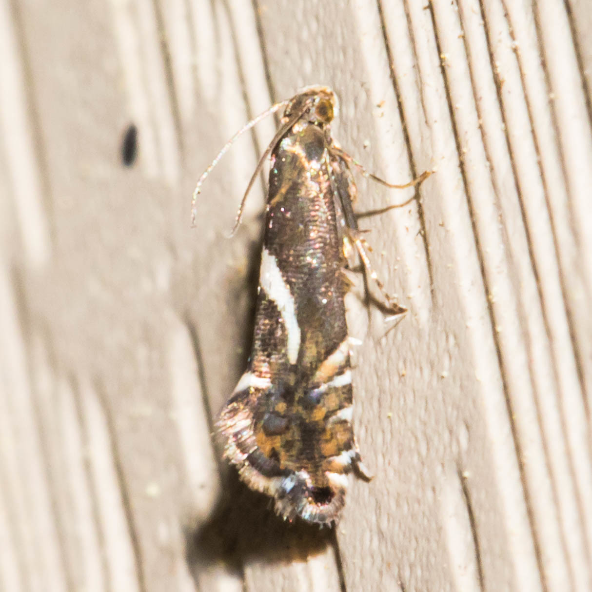 Maryland Biodiversity Project - Yellow Nutsedge Moth (Diploschizia ...