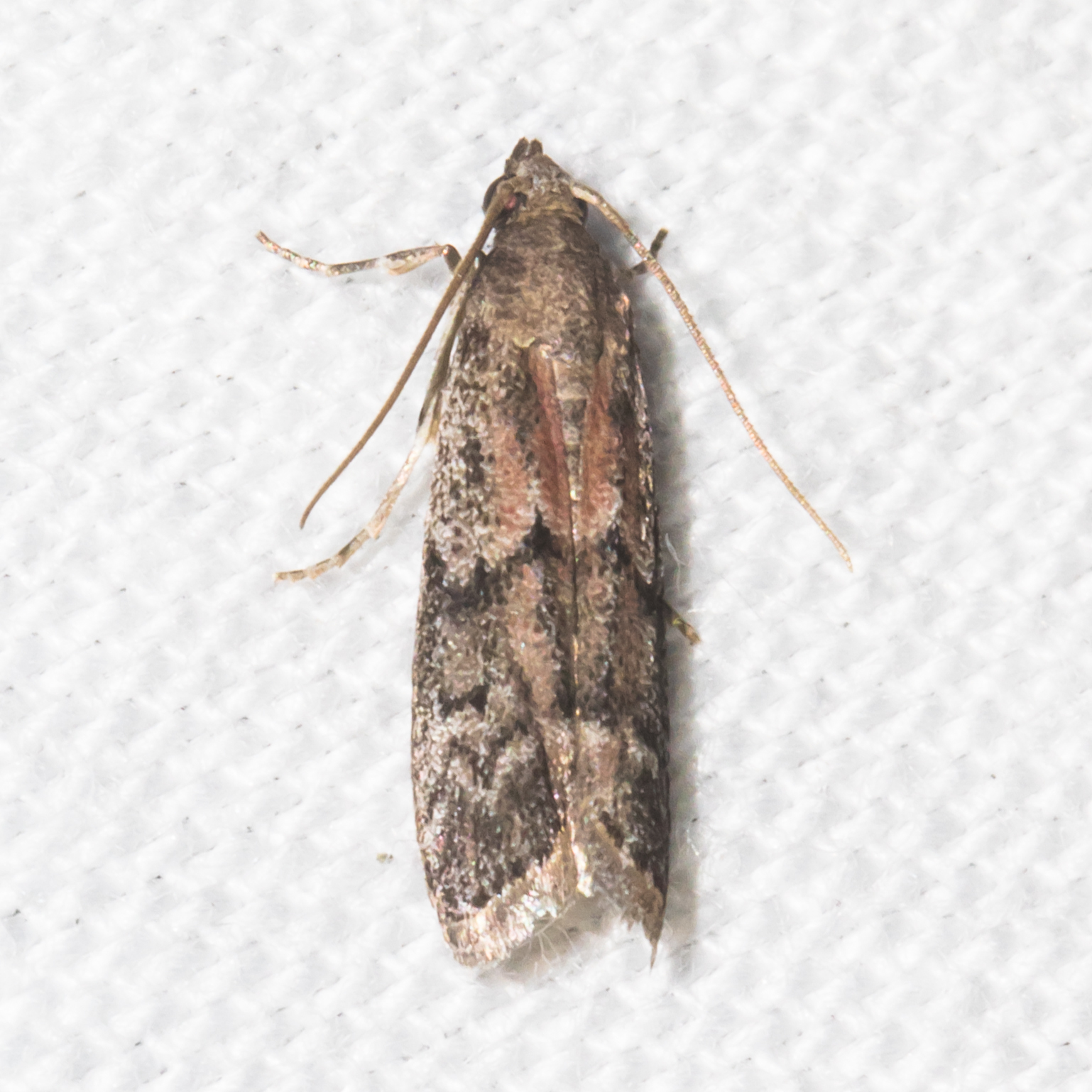 Maryland Biodiversity Project - Dried Fruit Moth (Vitula edmandsii)