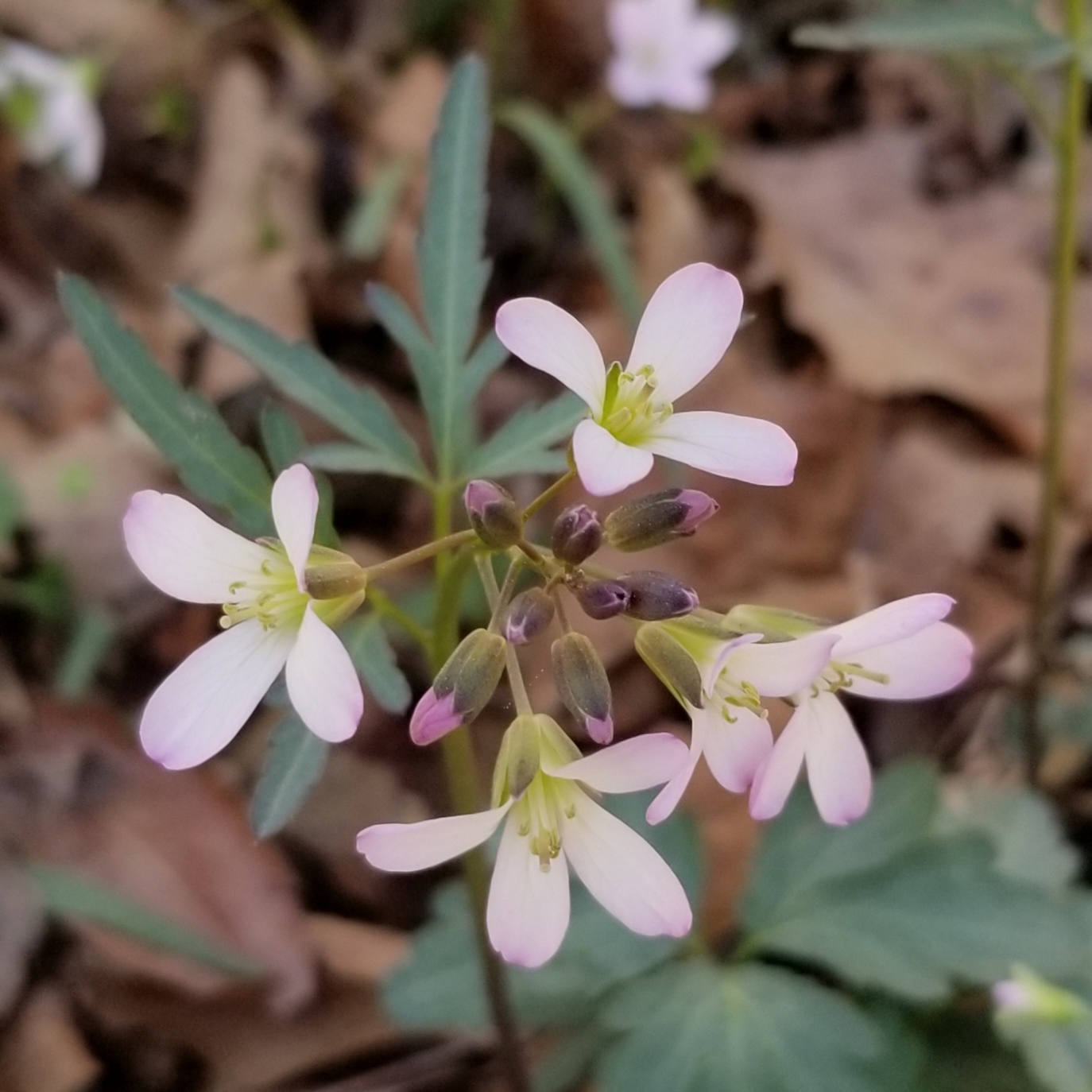 Maryland Biodiversity Project - Slender Toothwort (Cardamine angustata)