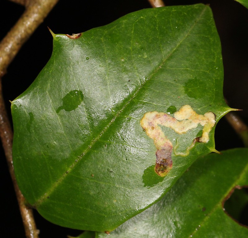Maryland Biodiversity Project - Native Holly Leafminer (Phytomyza ilicicola)