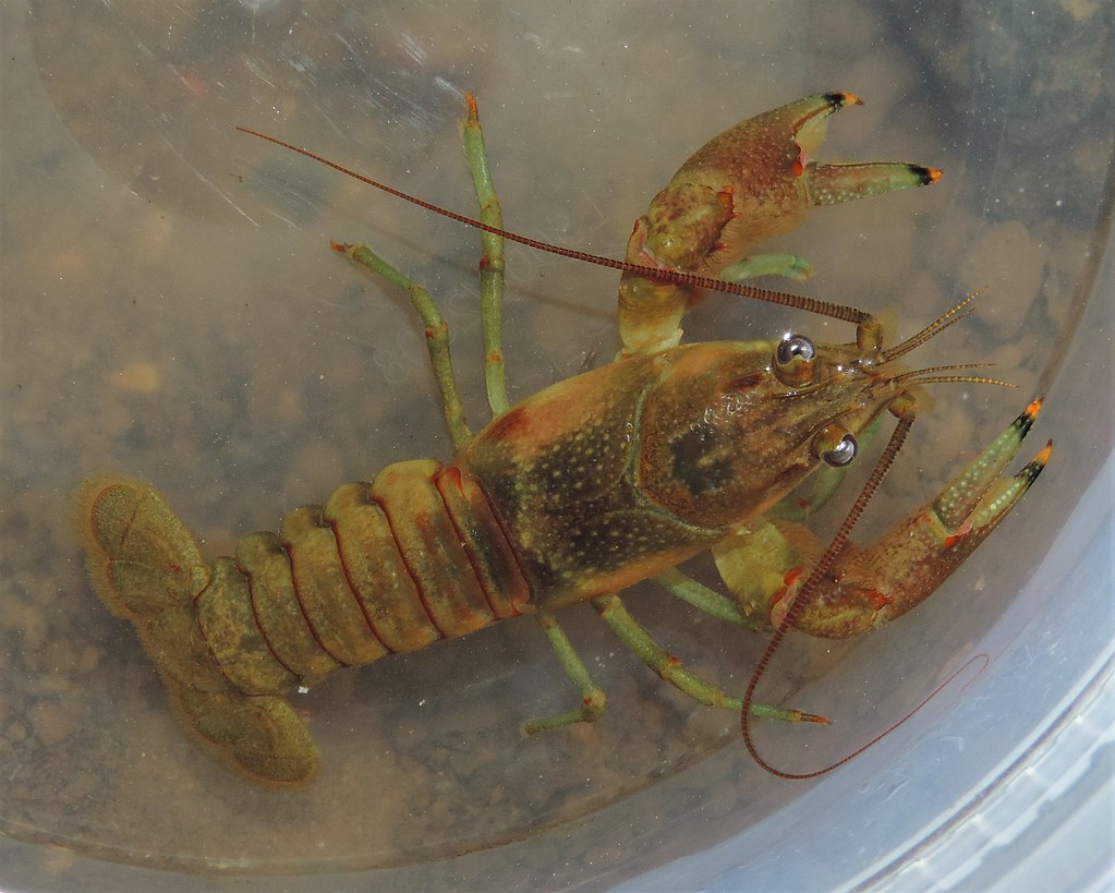 Crabdaddy, Rusty Crayfish, Crawdad Delicacy, Free Food? - Boundary Waters  Catalog Blog