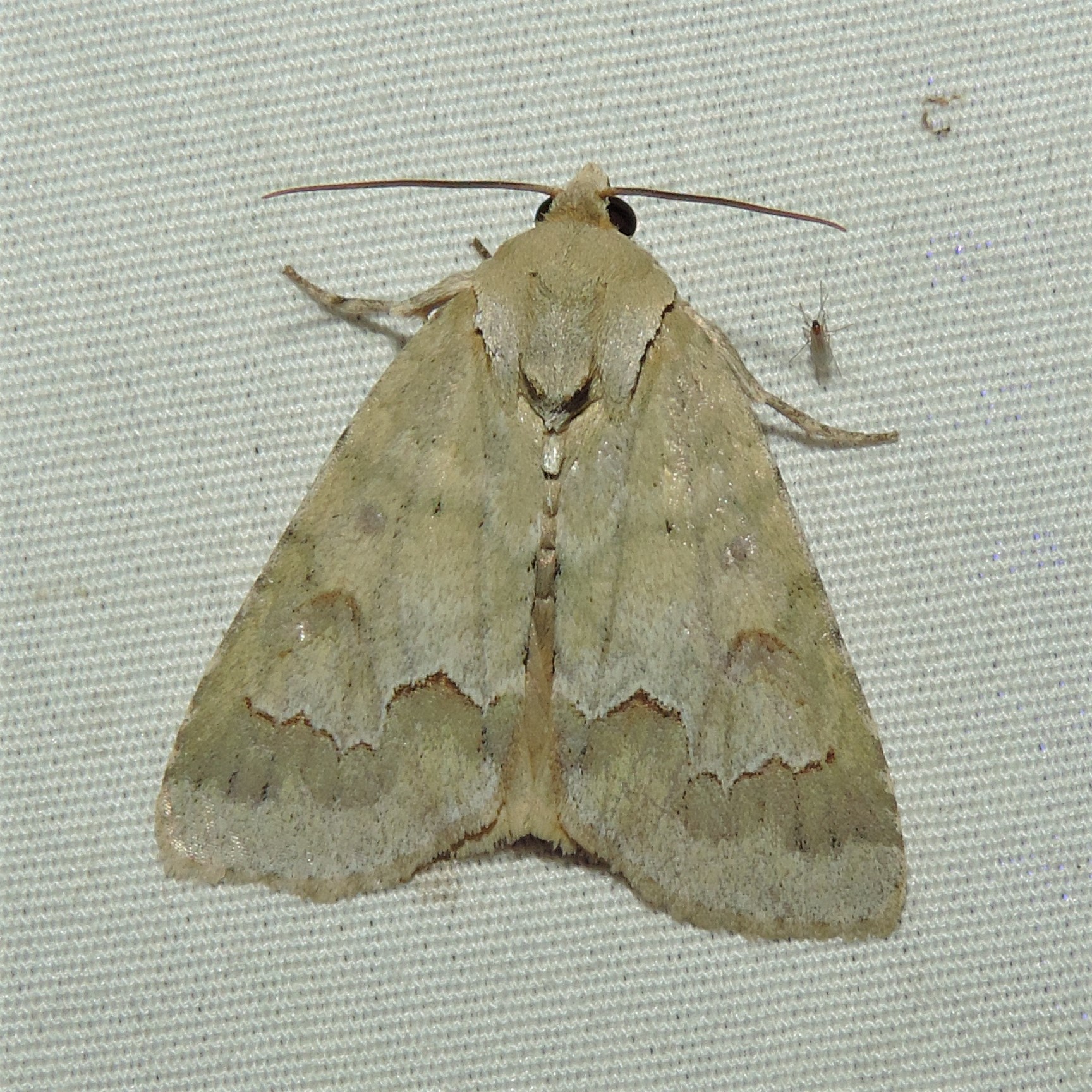 Maryland Biodiversity Project - Birch Dagger Moth (Acronicta betulae)