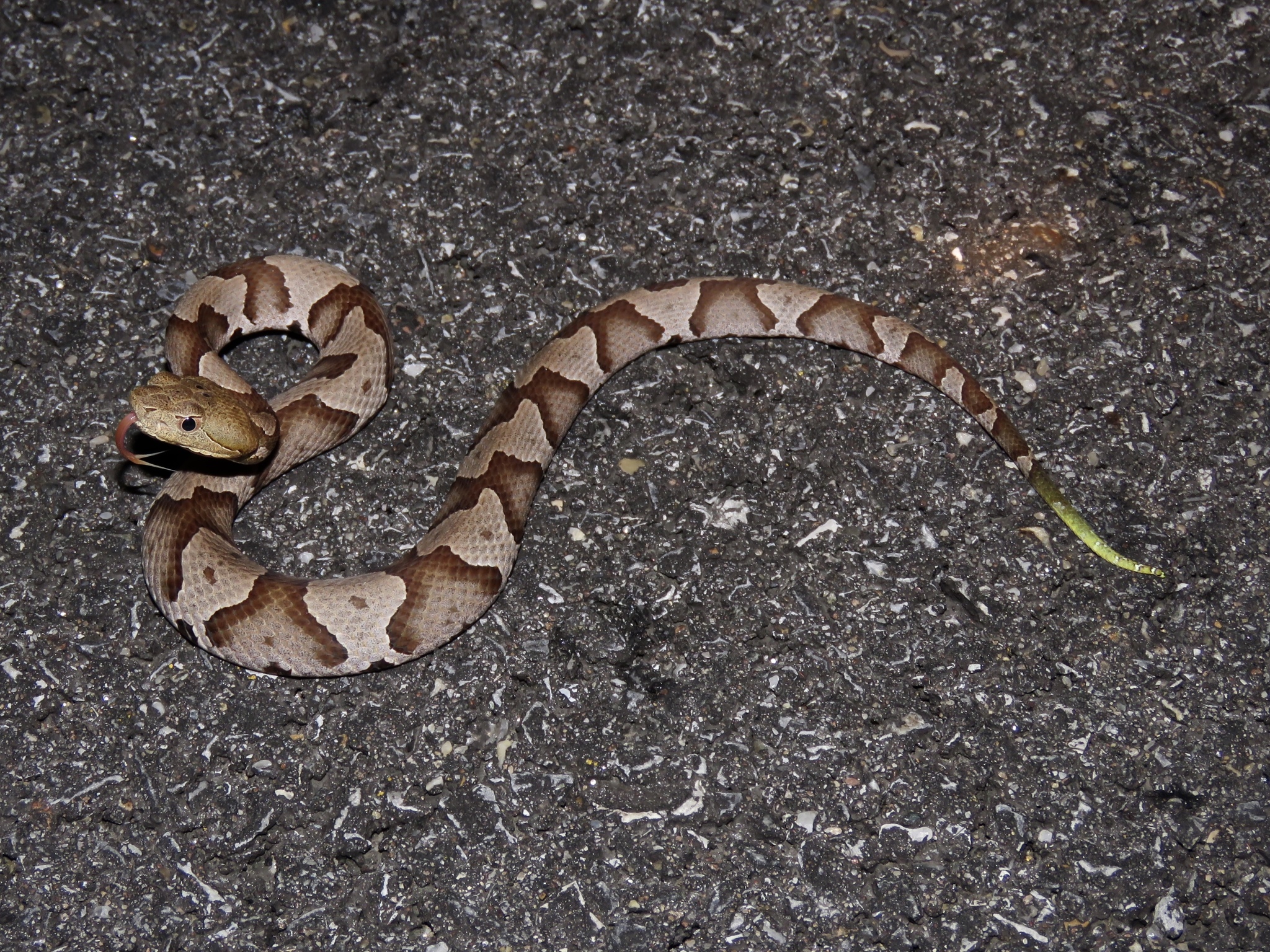 Maryland Biodiversity Project - Eastern Copperhead (Agkistrodon Contortrix)