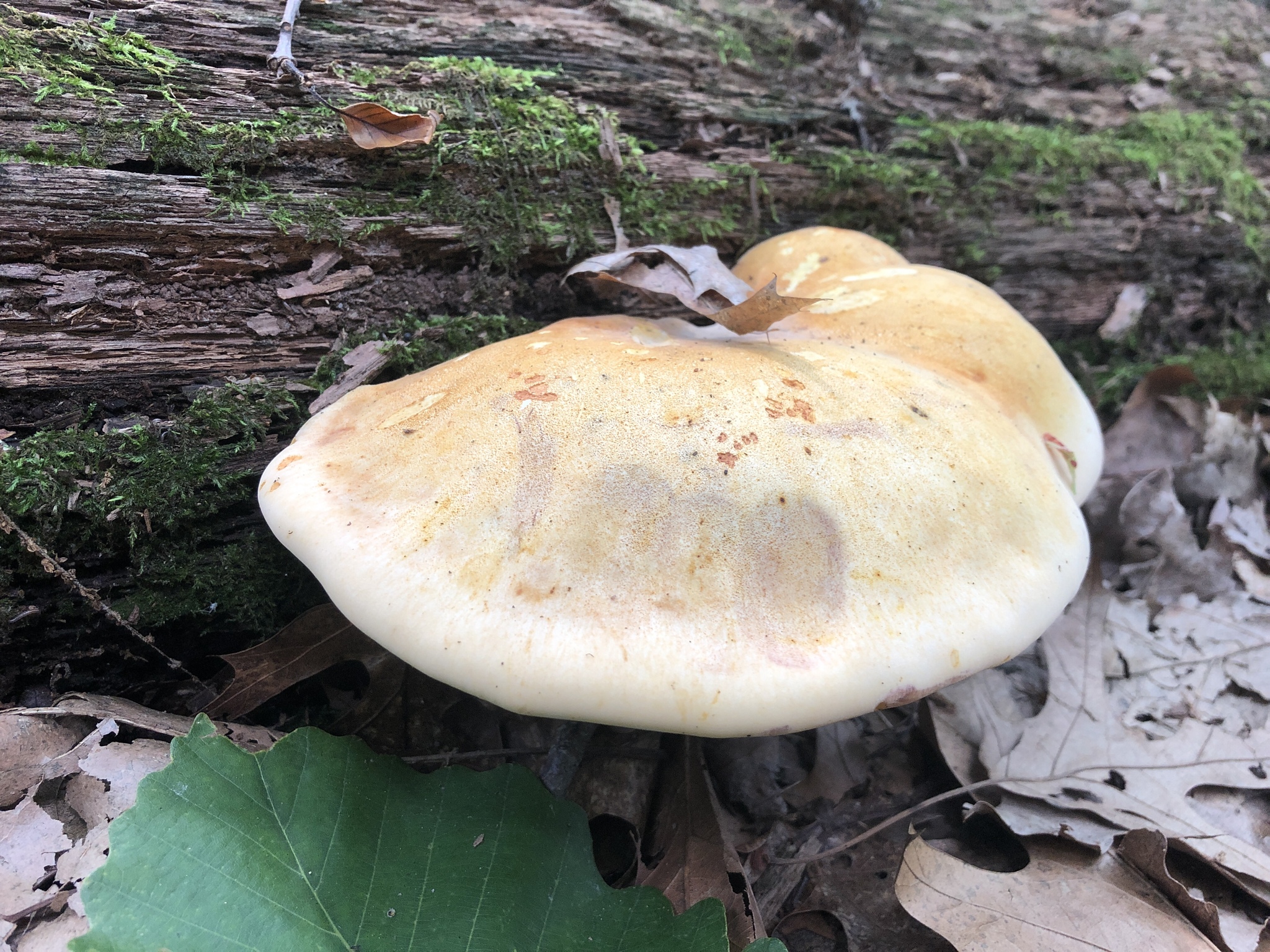 Maryland Biodiversity Project - No Common Name (Buglossoporus quercinus)