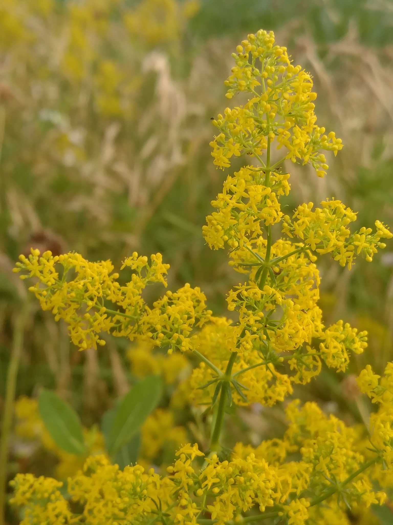 Maryland Biodiversity Project - Yellow Spring Bedstraw (Galium verum)