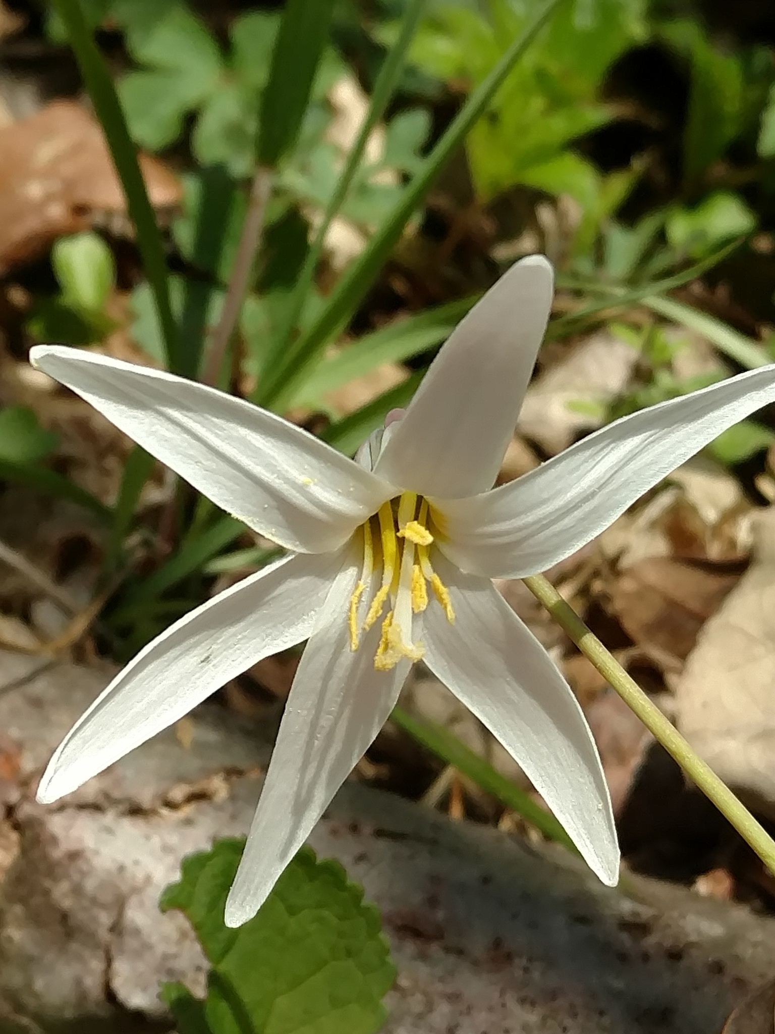 trout lily