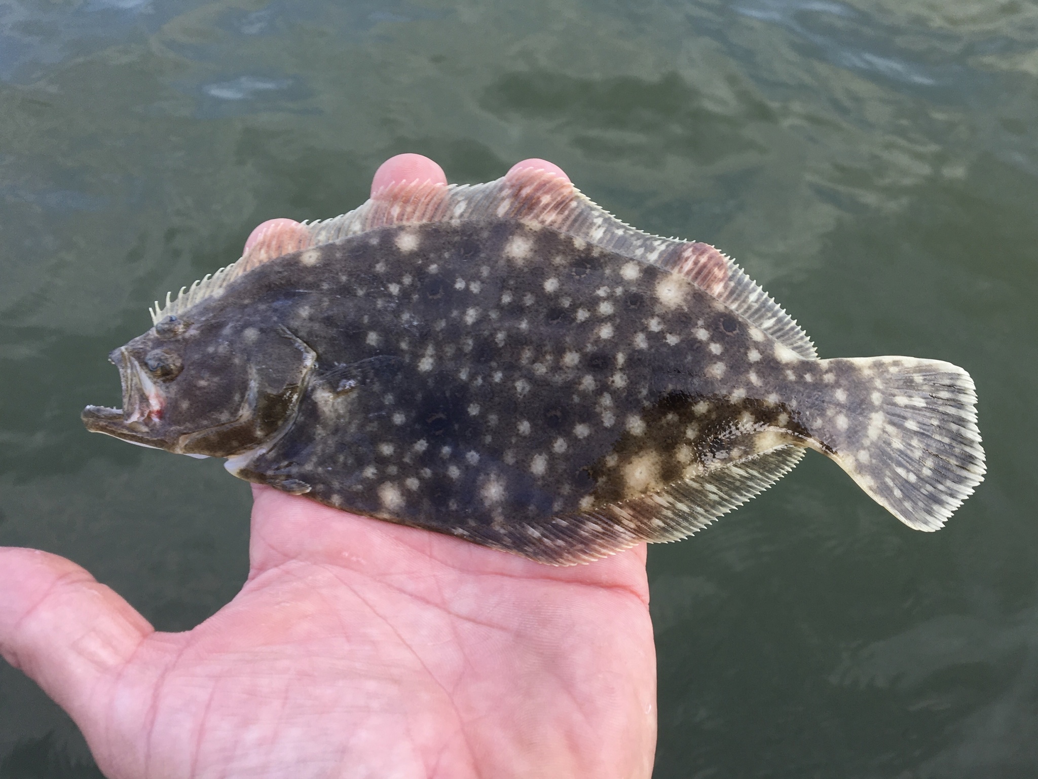 Maryland Biodiversity Project Summer Flounder (Paralichthys dentatus)