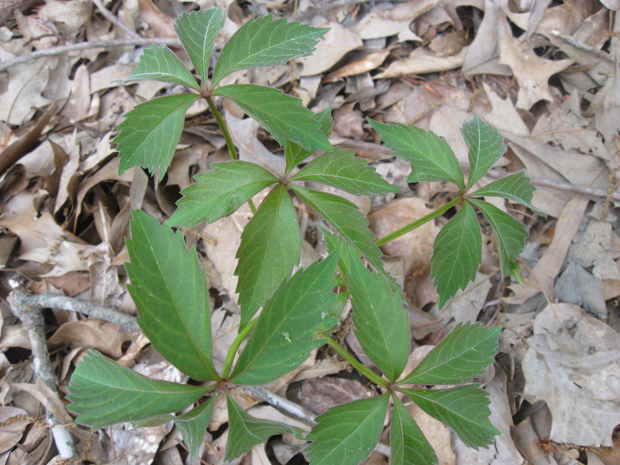 Virginia Creeper (Parthenocissus quinquefolia) – Orleans Conservation Trust