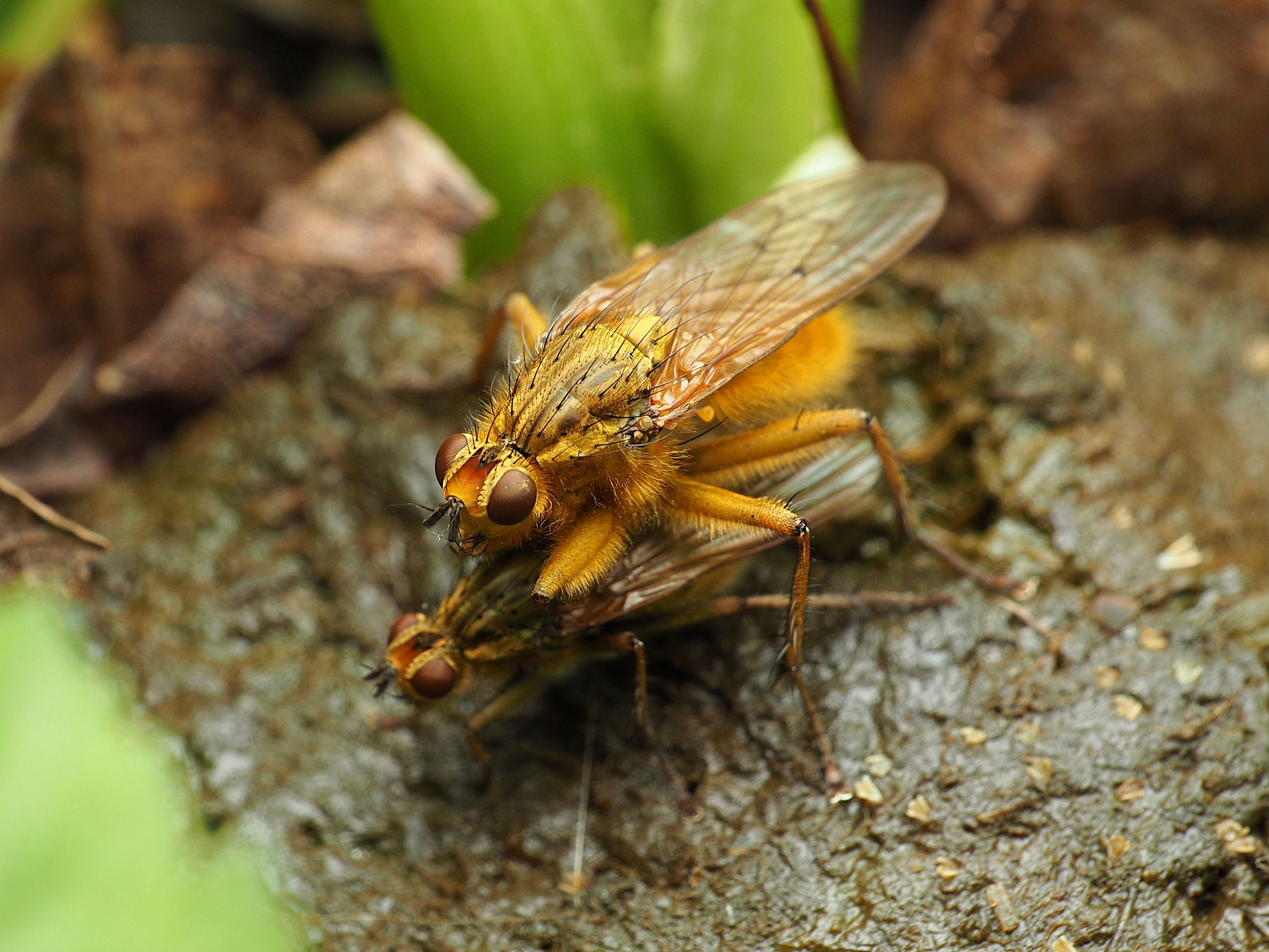 Maryland Biodiversity Project - Golden Dung Fly (Scathophaga stercoraria)