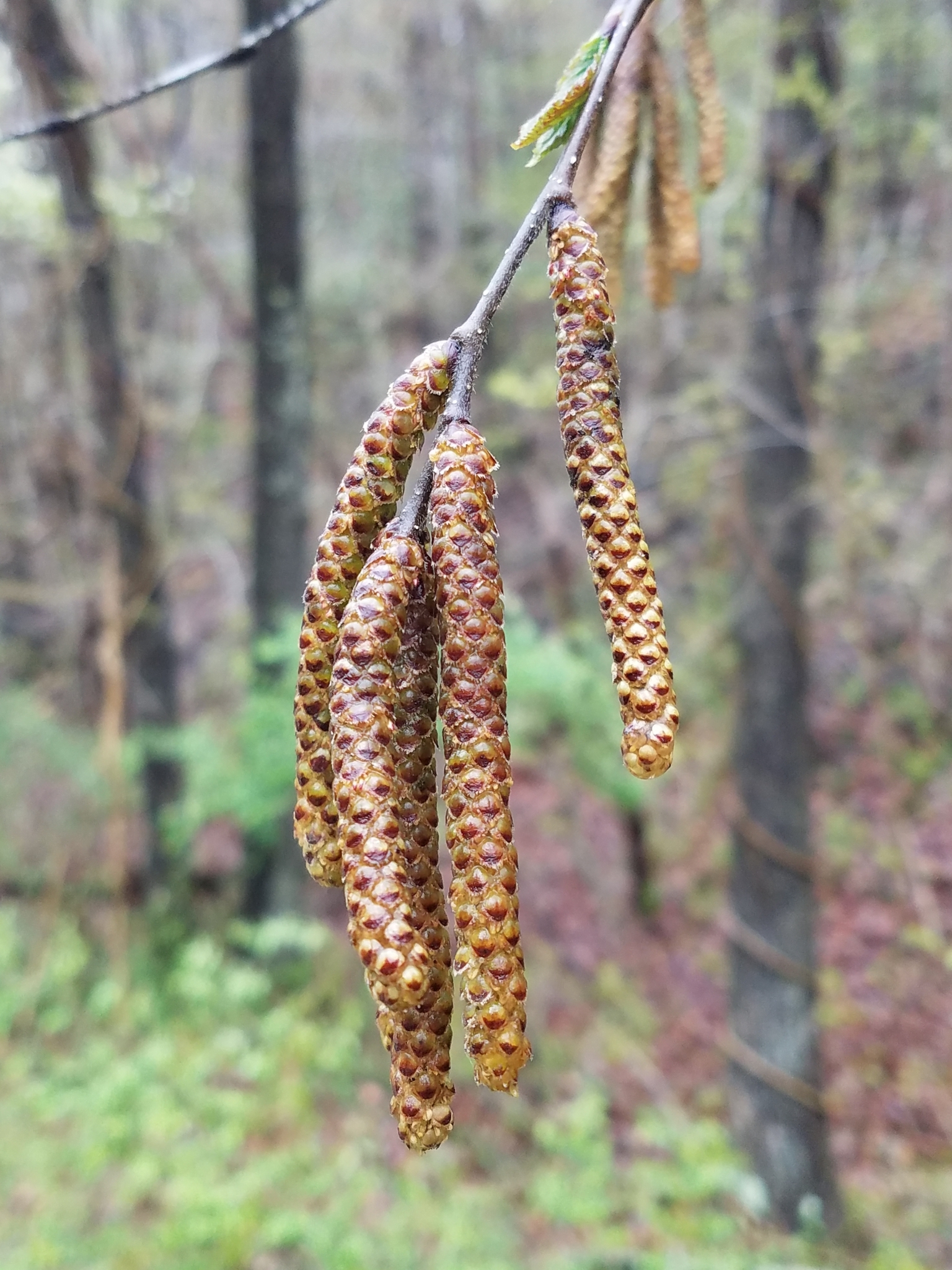 Yellow Birch in Baltimore Co., Maryland (4/26/2020). (c) Charlie Davis, some rights reserved (<a rel='license' href='http://creativecommons.org/licenses/by-nc/4.0/'>CC BY-NC</a>).