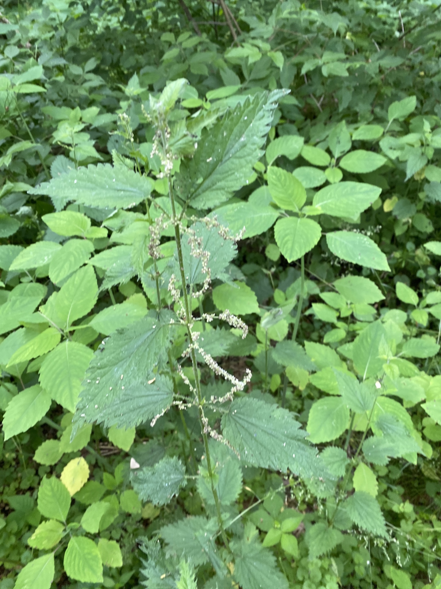 Maryland Biodiversity Project - Stinging Nettle (Urtica dioica)