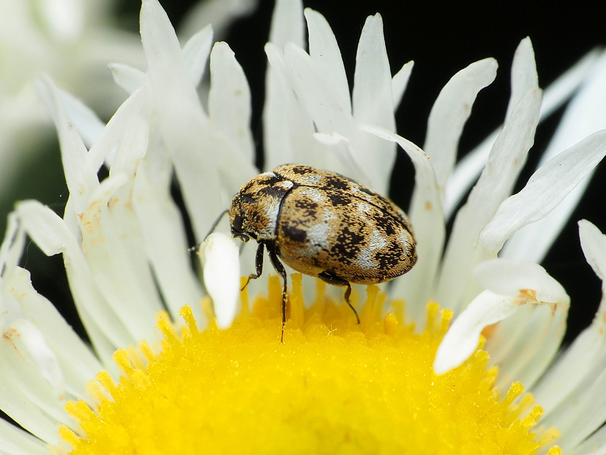 Have you Heard About the Dreaded Carpet Beetle? ￼