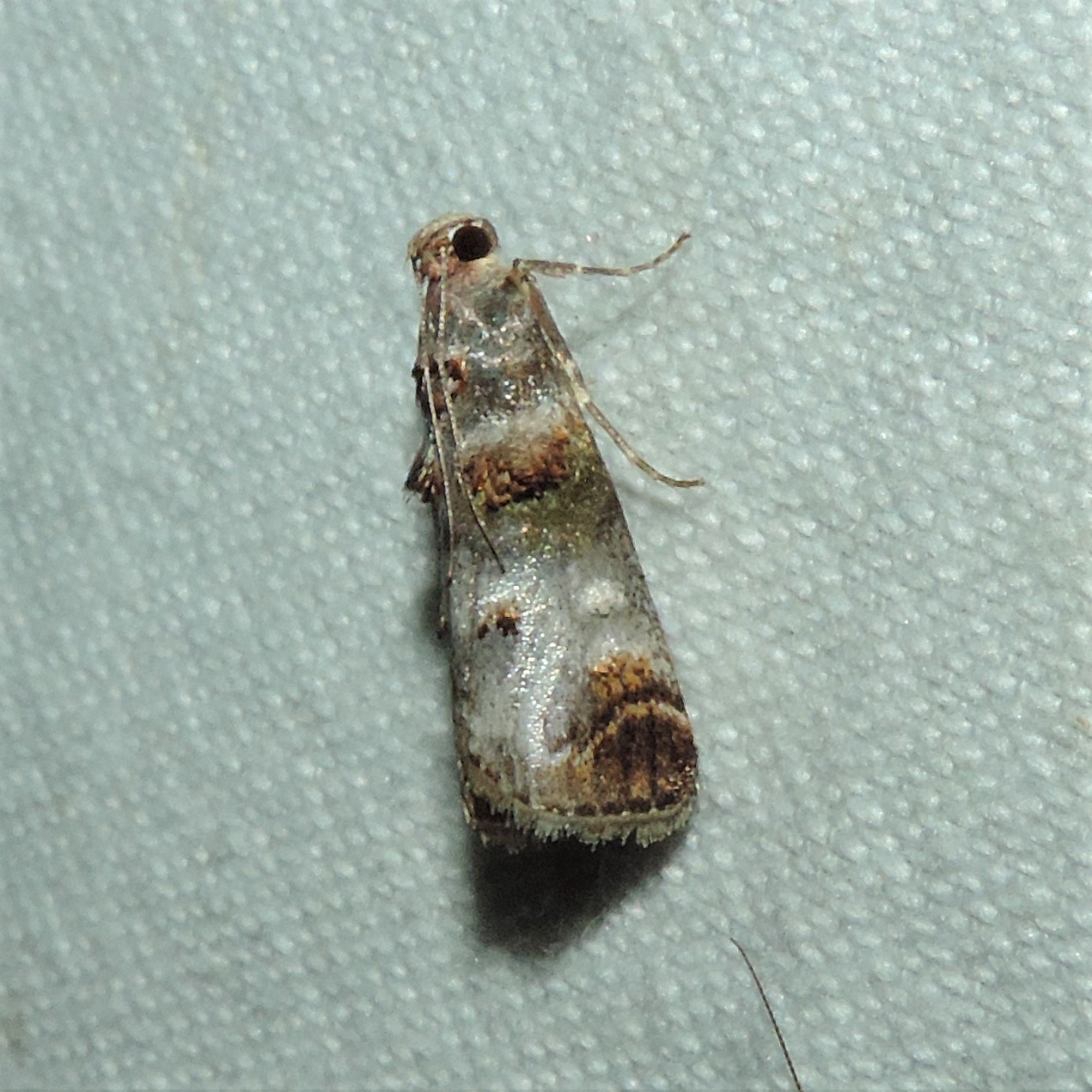 Maryland Biodiversity Project - Orange-tufted Oneida Moth (Oneida ...