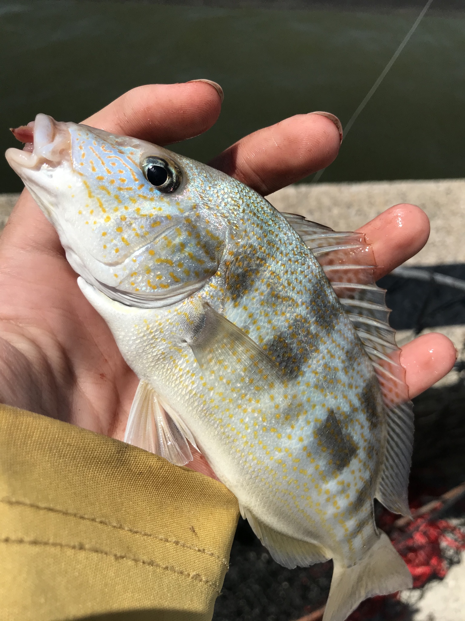 maryland-biodiversity-project-pigfish-orthopristis-chrysoptera