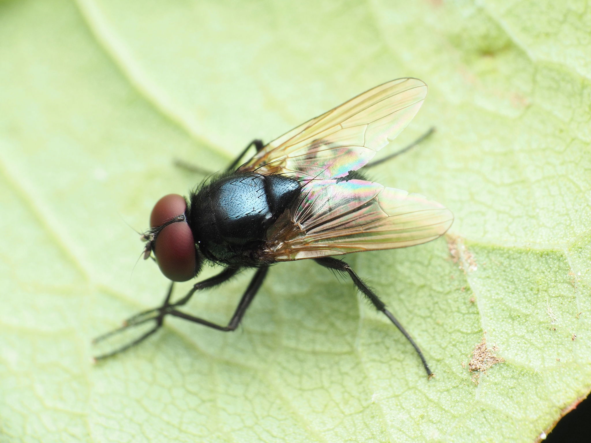 Maryland Biodiversity Project - Hydrotaea ignava