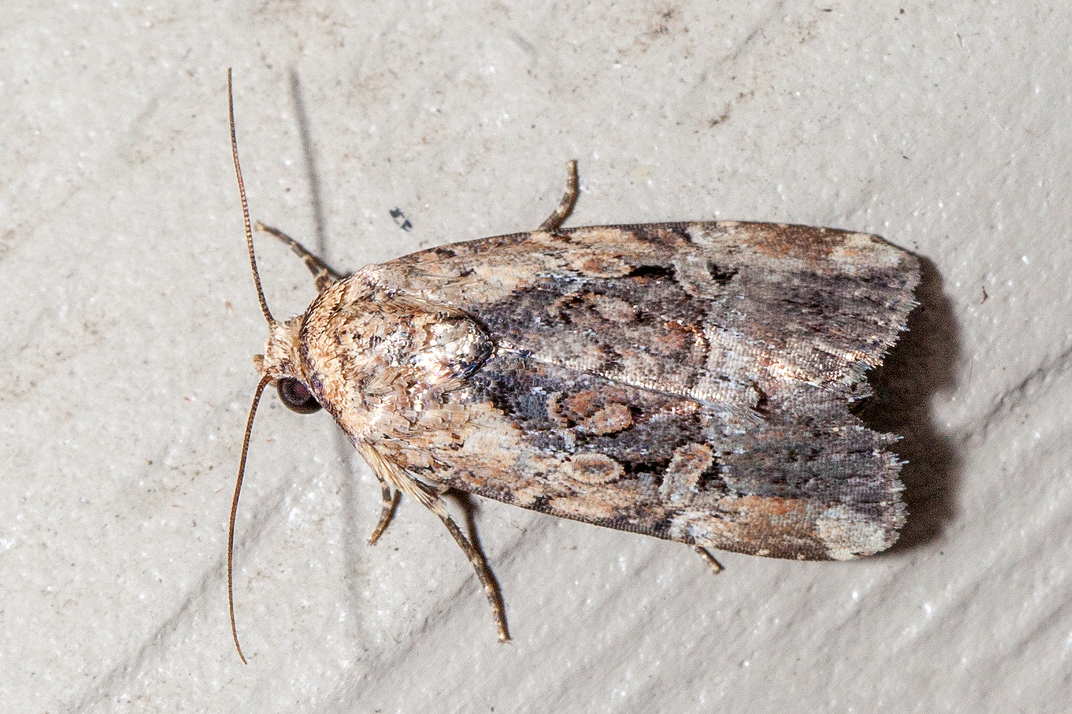 Maryland Biodiversity Project - Chalcedony Midget Moth (Elaphria ...