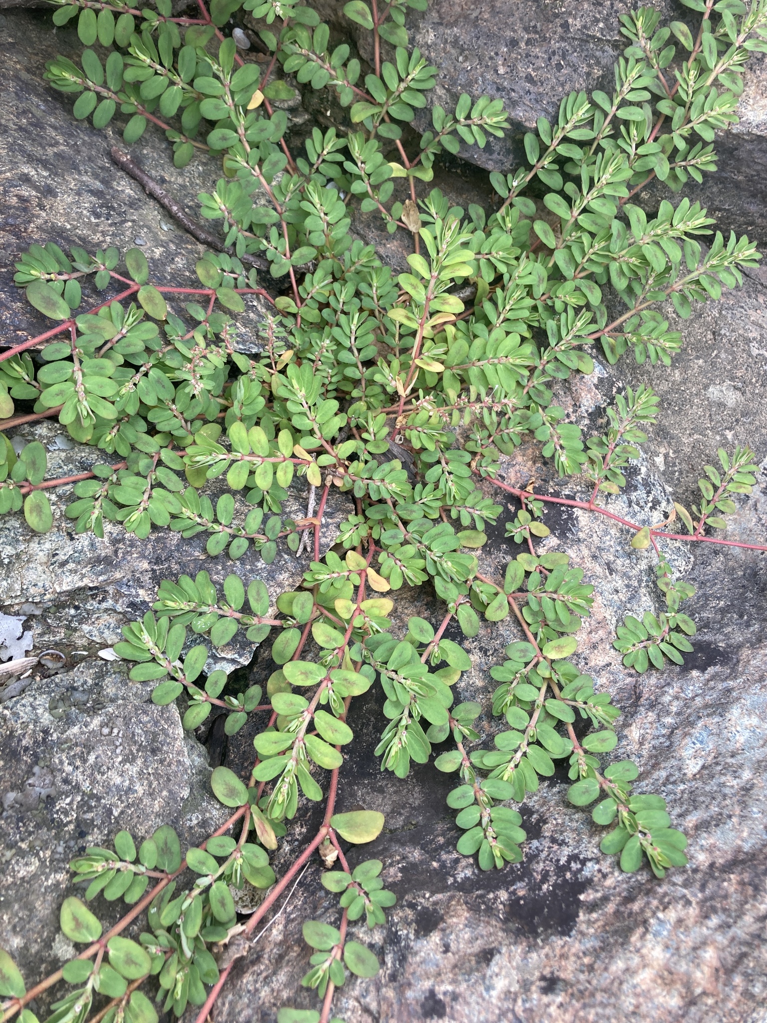 Maryland Biodiversity Project - Spreading Sandmat (Euphorbia humistrata)